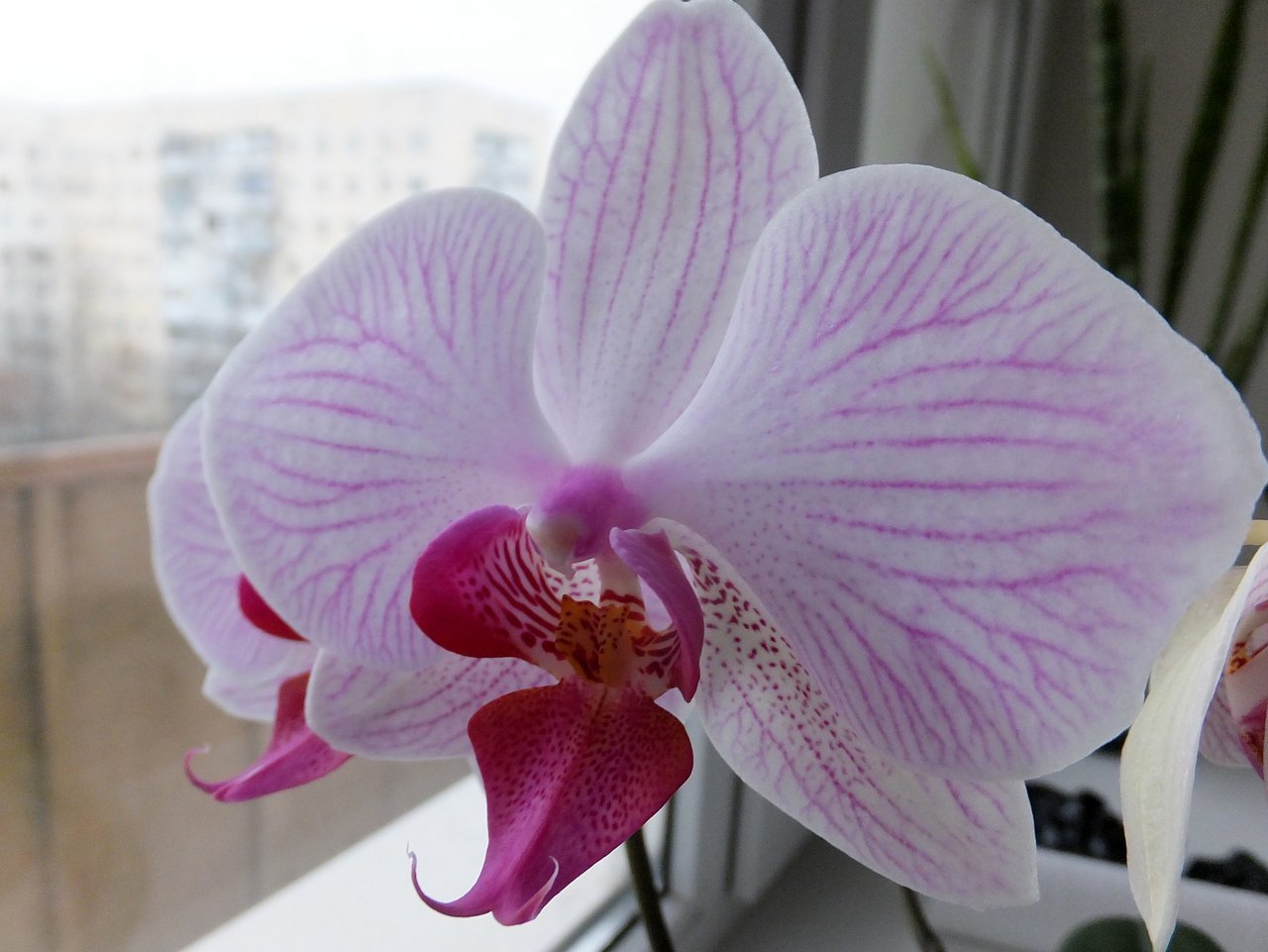 Фаленопсис (Phalaenopsis) – Чарльстон