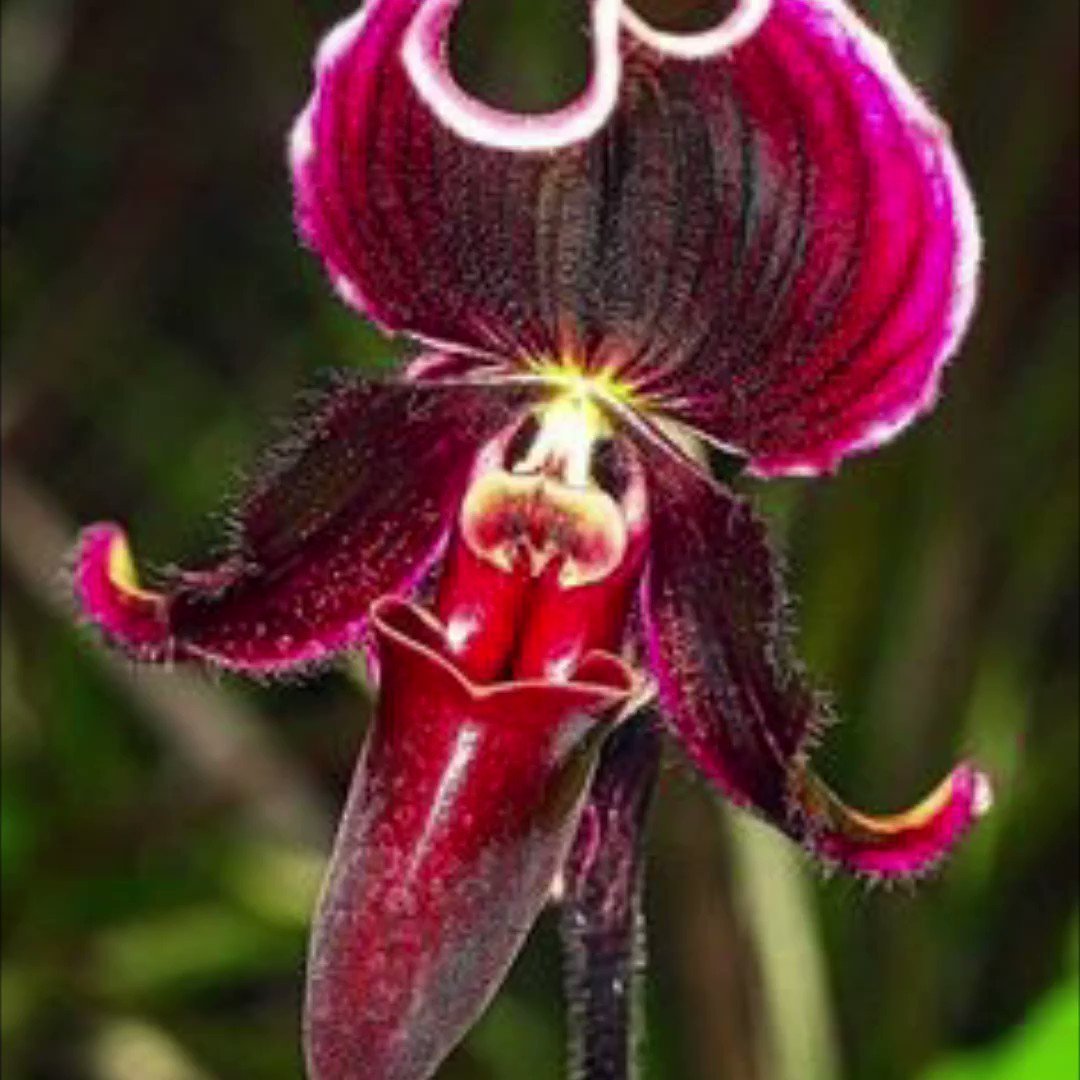 Орхидея балерина Caladenia melanema