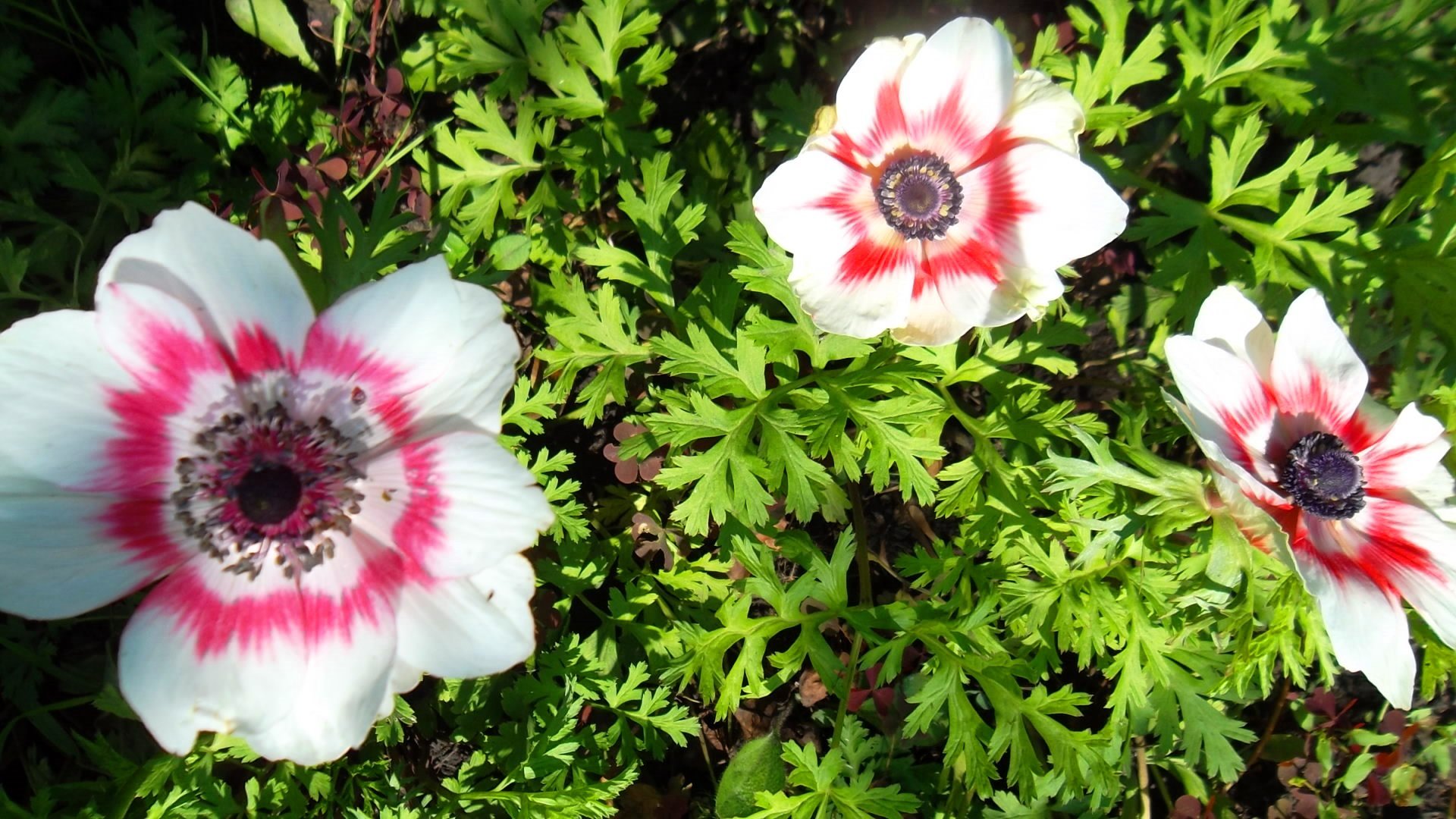 Анемона корончатая bicolor. Анемона Санта Бриджит. Анемона корончатая (Anemone coronaria). Анемона Мистер Фоккер.