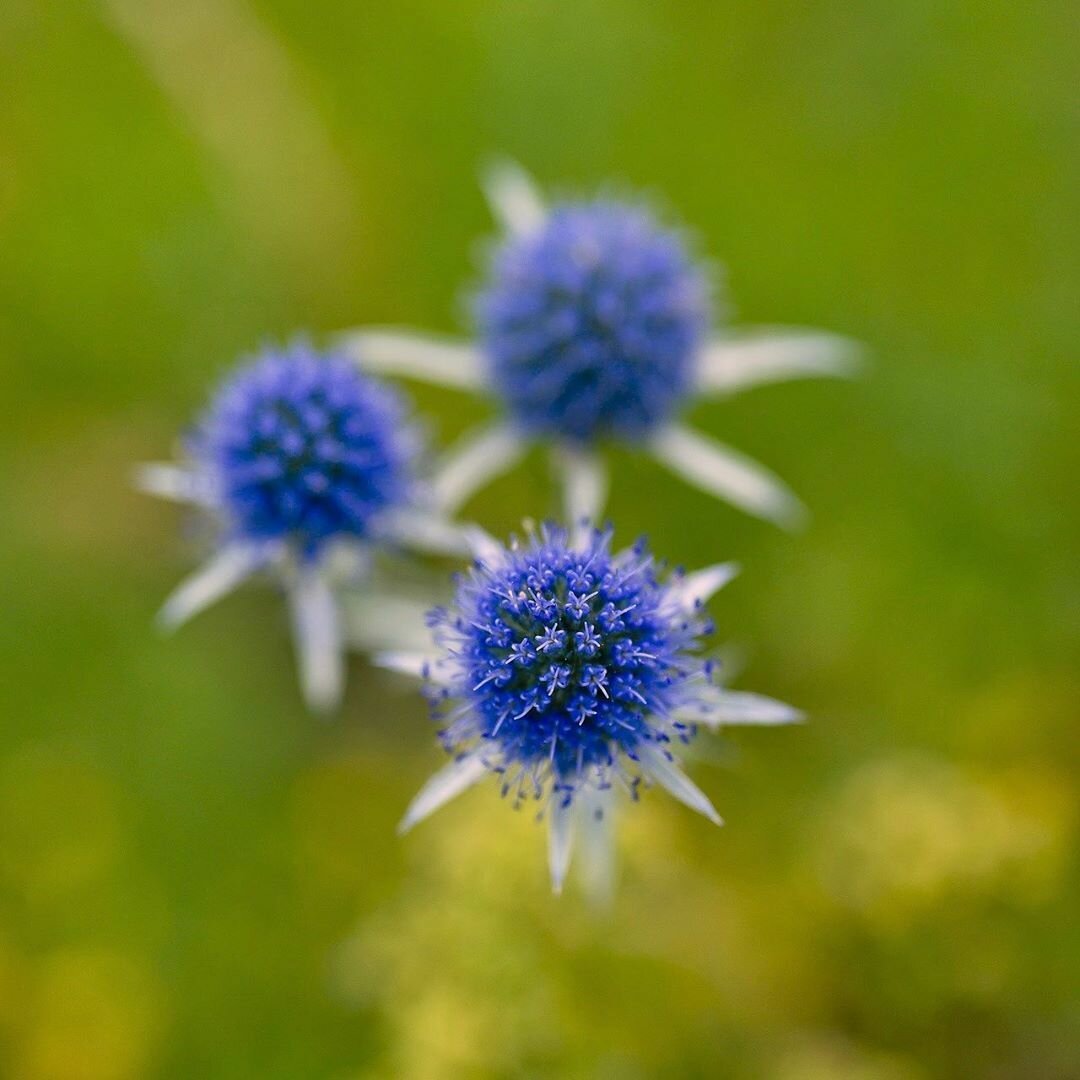 Синие Колючие Цветы