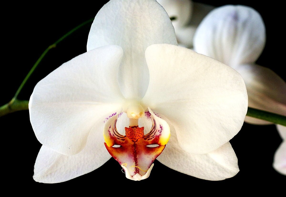 Орхидея оксфорд - 70 фото