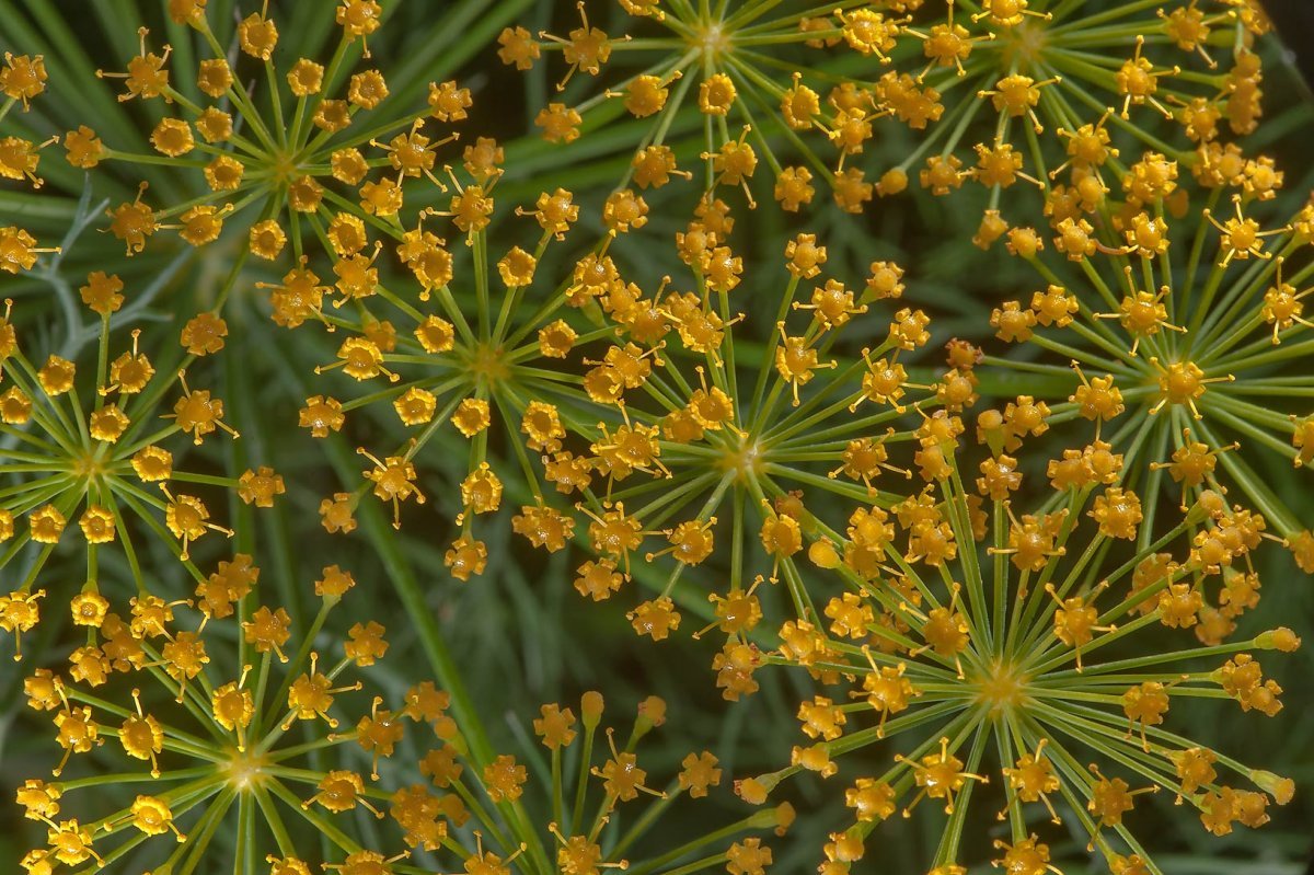 Фенхель обыкновенный. Фенхель (Foeniculum). Foeniculum vulgare Mill.. Фенхель обыкновенный ГФ.