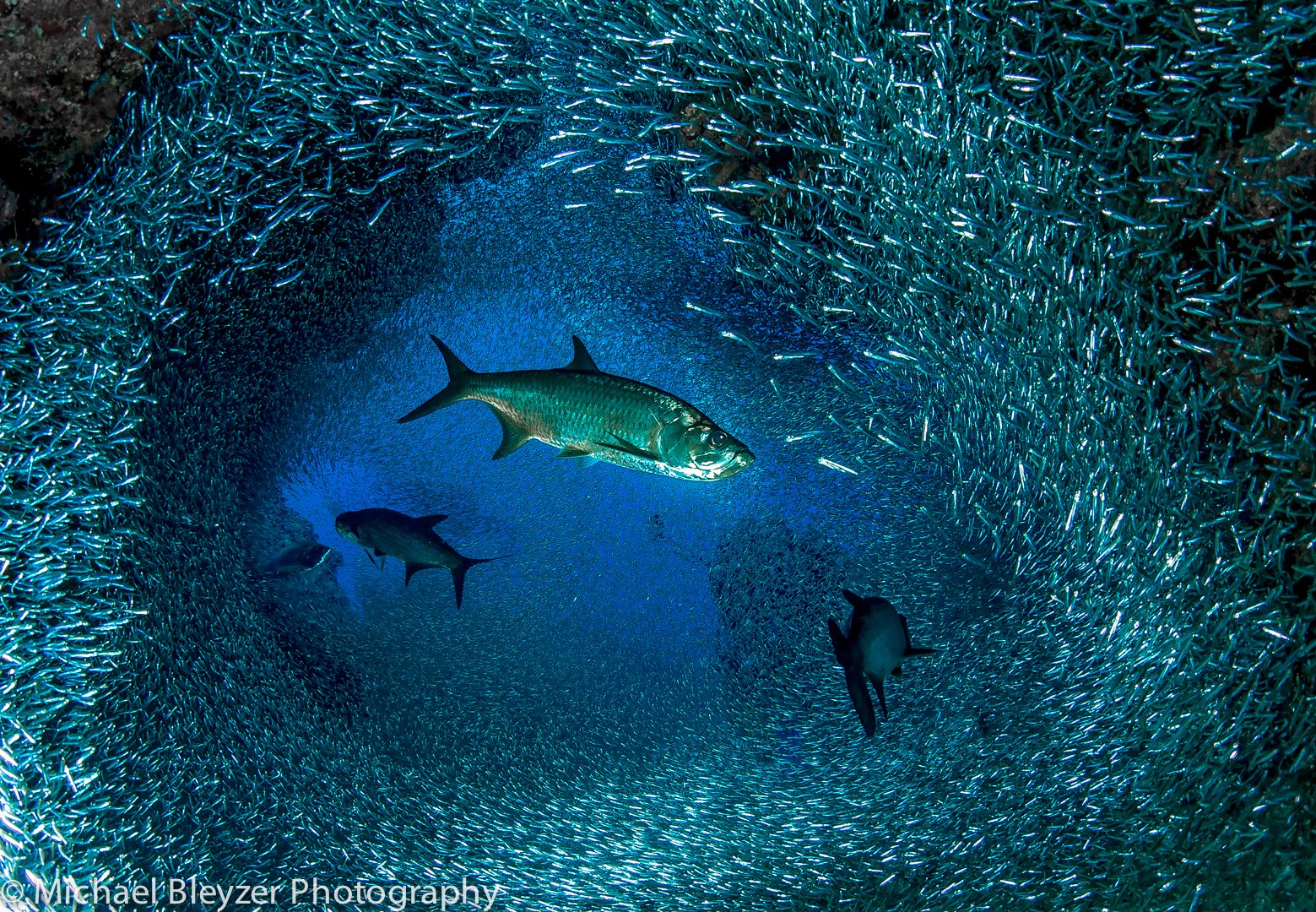 Известные рыбы в воде. Рыбы под водой. Рыбки в воде. Прибрежные морские экосистемы. Рыбы на глубине океана.