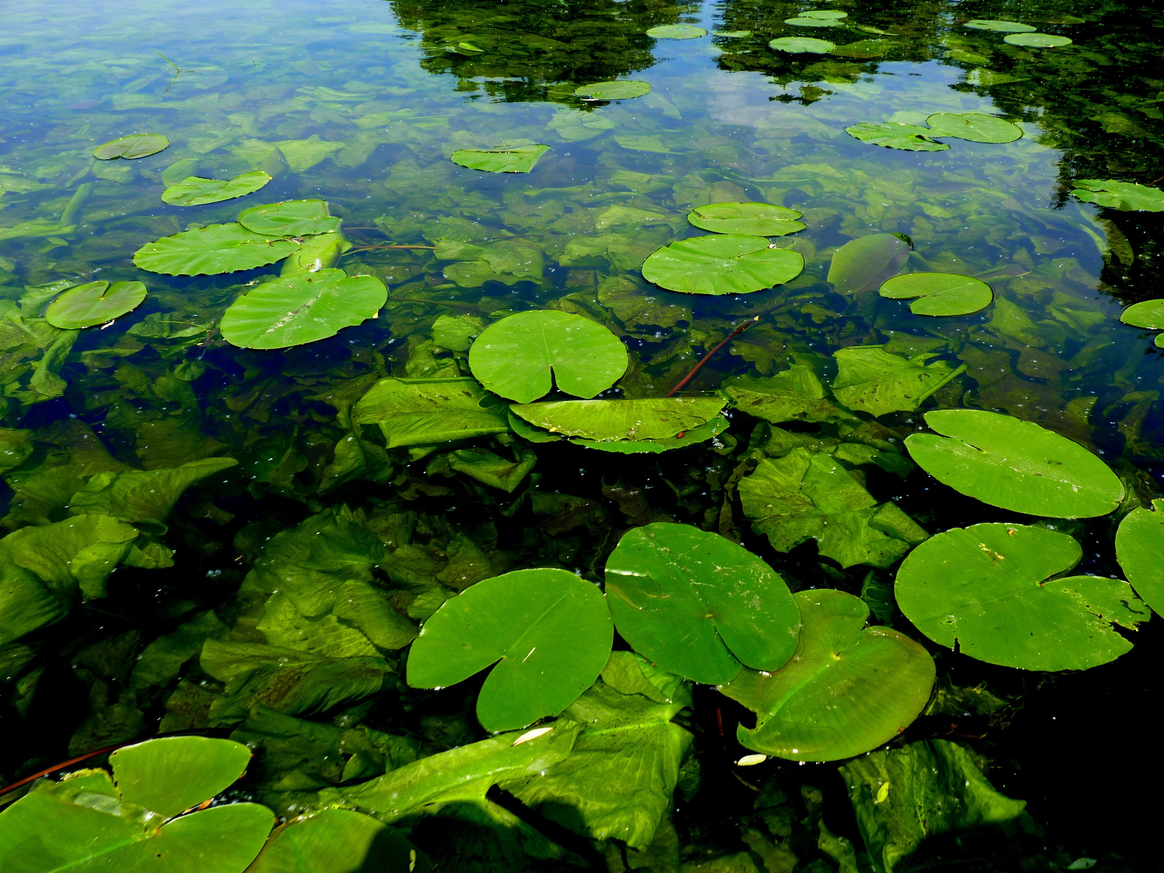 Зеленая вода в озере. Водоросли гидрофиты. Водоросли нимфея. Водоросли в пруду. Водоросли пресноводных водоемов.