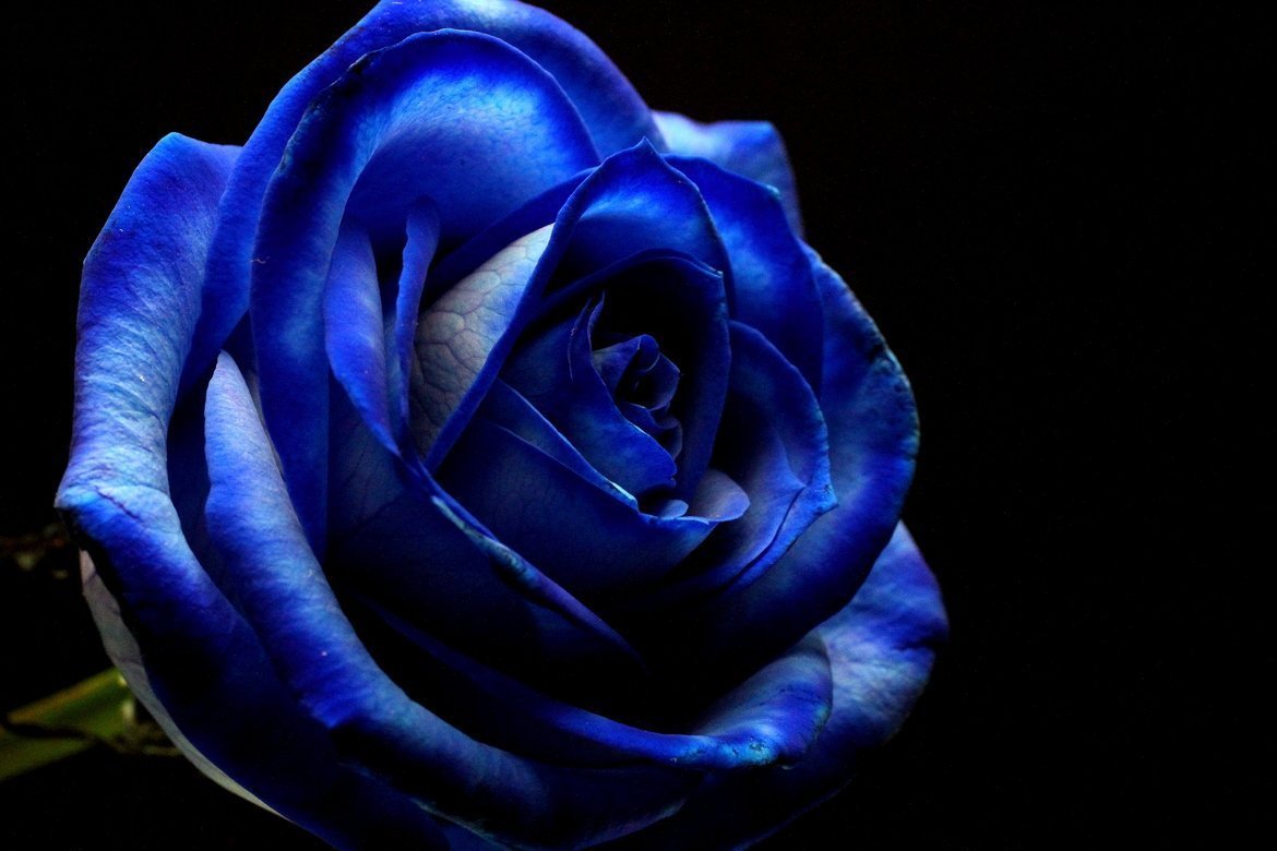 Синие розы цветы