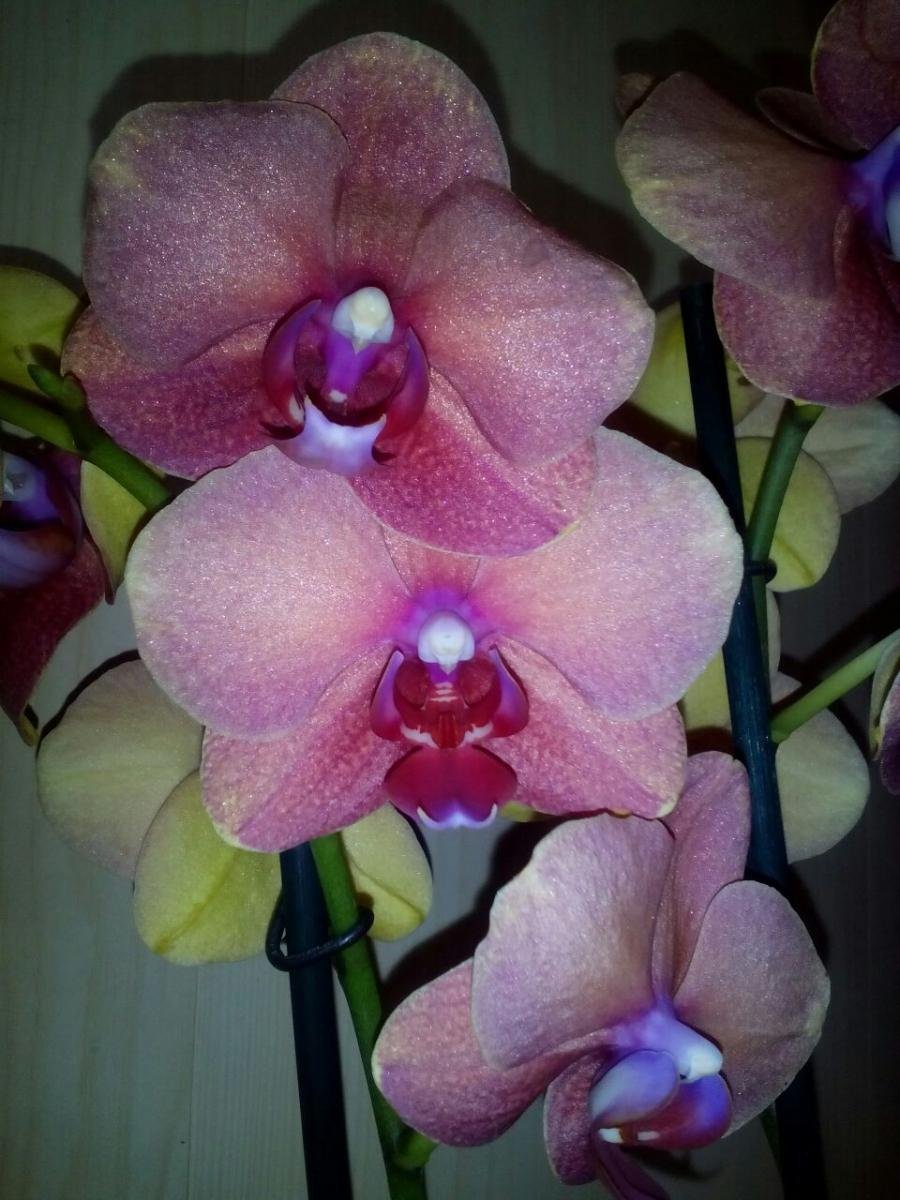 Орхидея сурф сонг