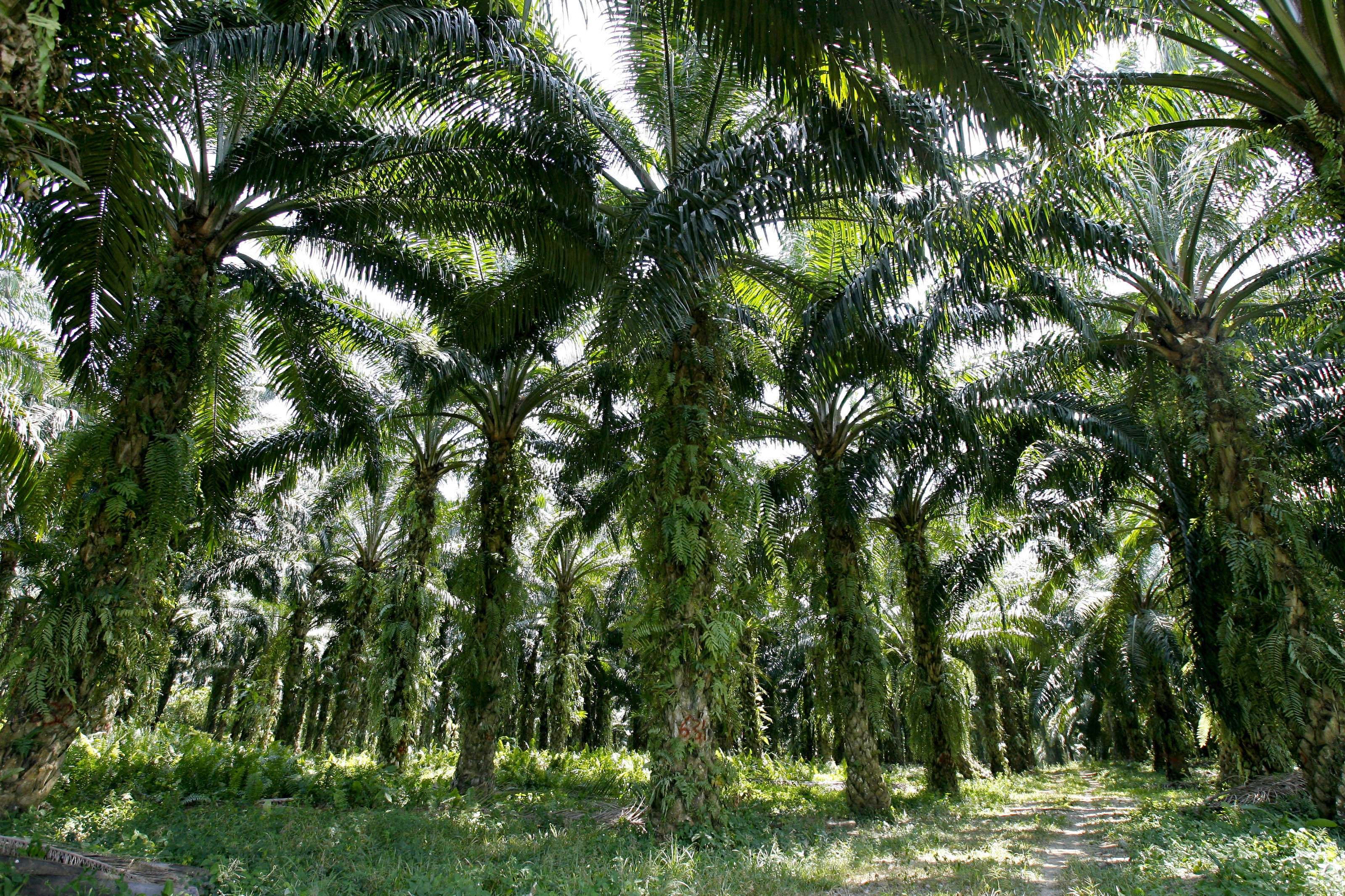В какой природной зоне растет пальма. Масличная Пальма в Южной Америке. Масляничная Пальма Африки. Масличная Пальма экваториальных лесов. Масличная Пальма в саванне.
