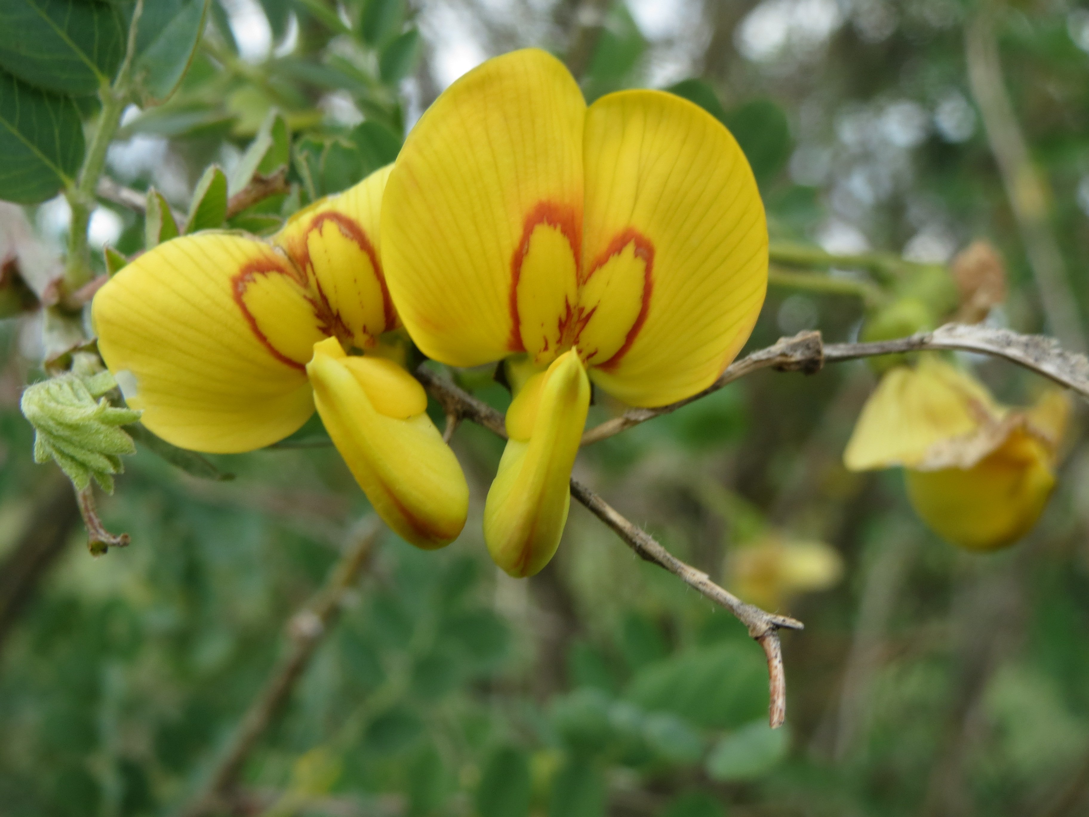 Бобовый цветок. Colutea arborescens. Пузырник (Colutea). Пузырник древовидный (Colutea arborescens). Montrichardia arborescens.