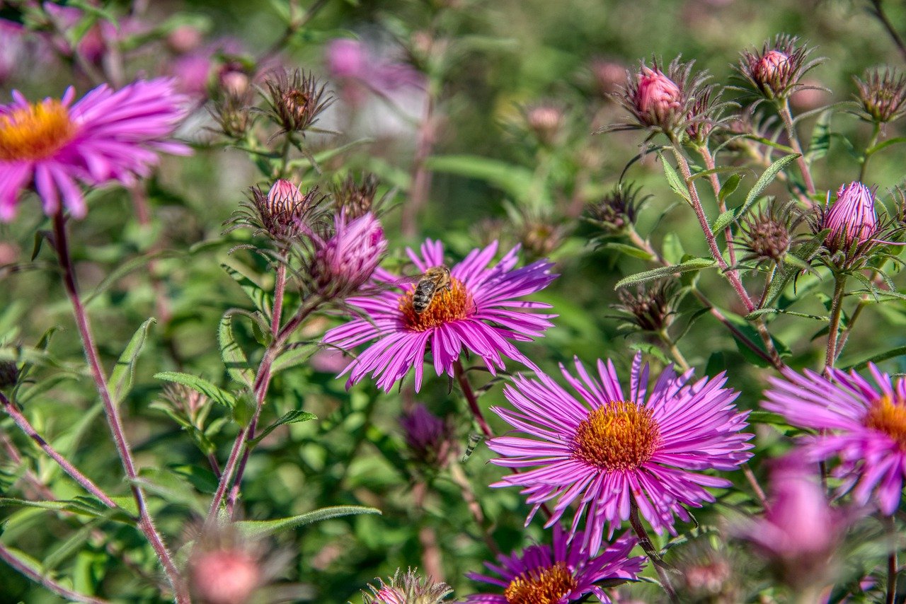 Asteraceae. Сорные Сложноцветные растения. Астровые. Декоративные Сложноцветные растения. Дикие Астровые растения.