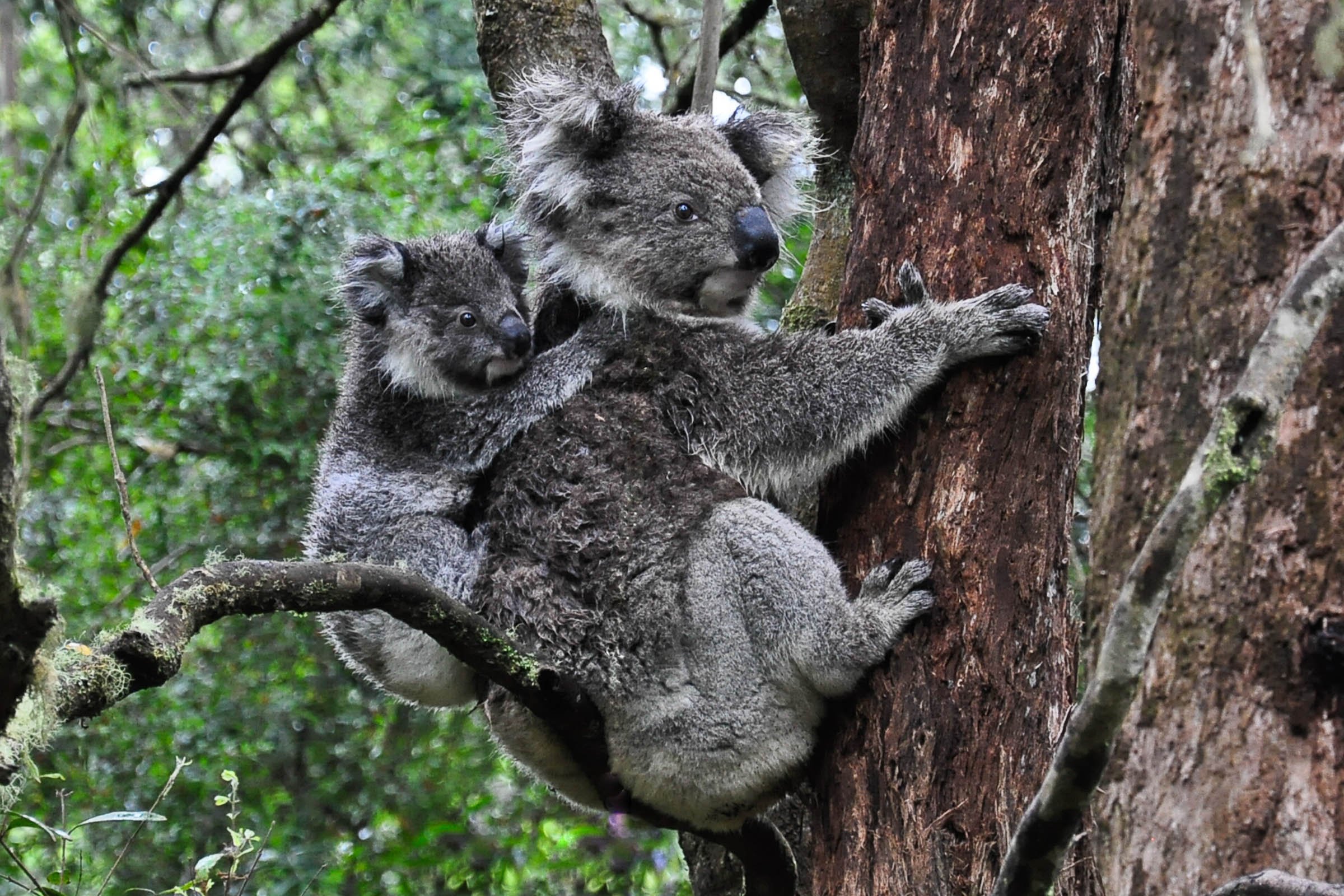 Коала природе. Тасмания коала. Тасмания кенгуру. Сумчатые: кенгуру, коала, сумчатый (Тасманийский) дьявол.. Кенгуру, коалу и вомбат.