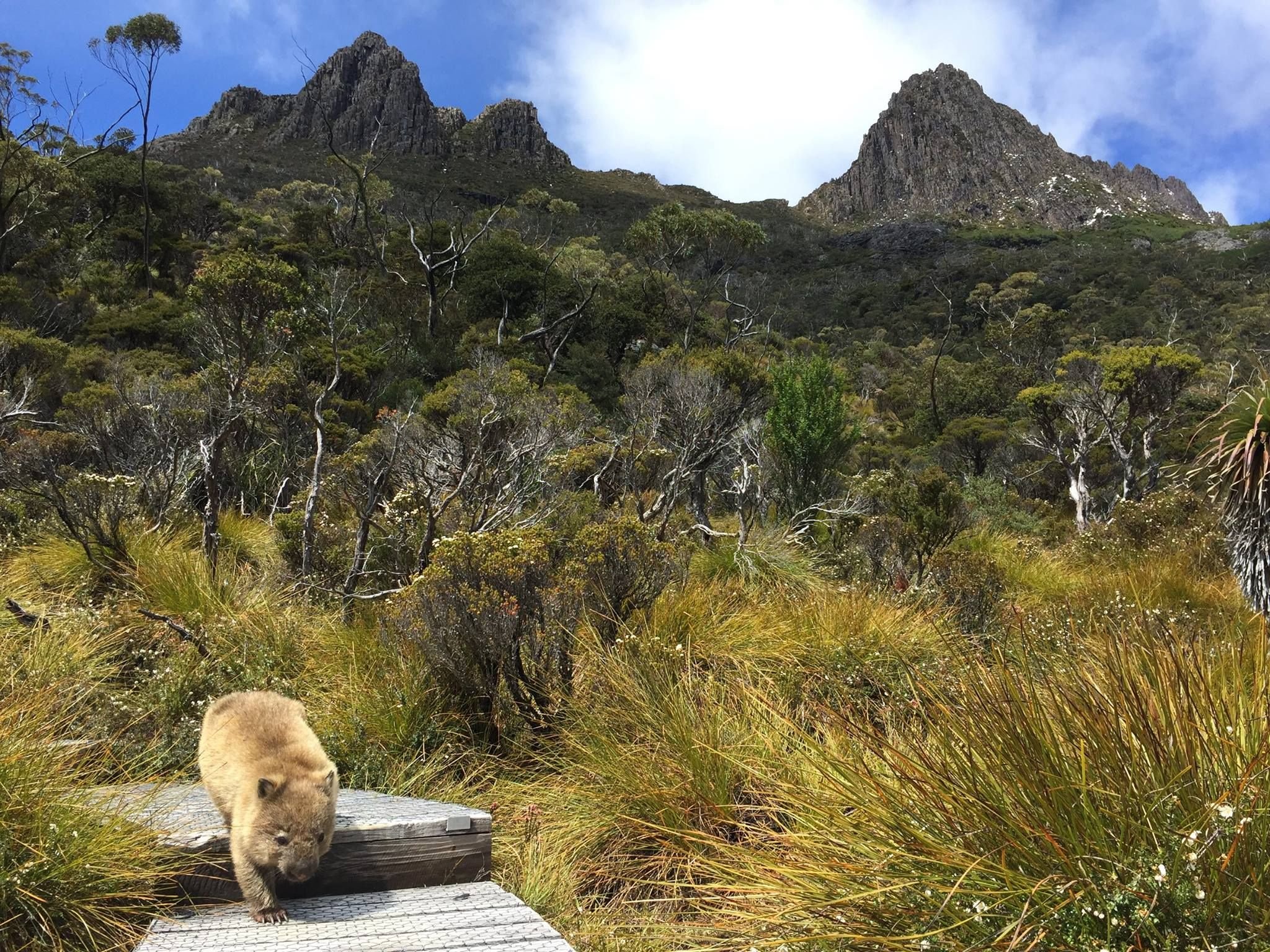 Дикая природа англ. Национальный парк Западная Тасмания. Дикая природа Тасмании Тасмания. Крейдл-Маунтин — Лейк-сент-Клэр. Гора Крейдл Австралия.