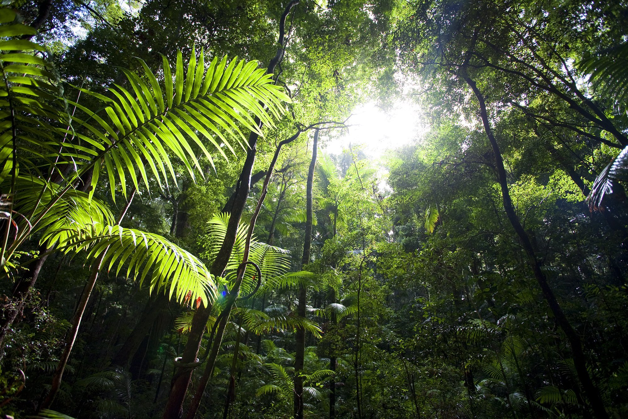 Природная зона влажные экваториальные тропические леса. Гилея — влажные тропические леса. Тайга джунгли Сельва. Гилея в Африке. Гилея Южной Америки это.