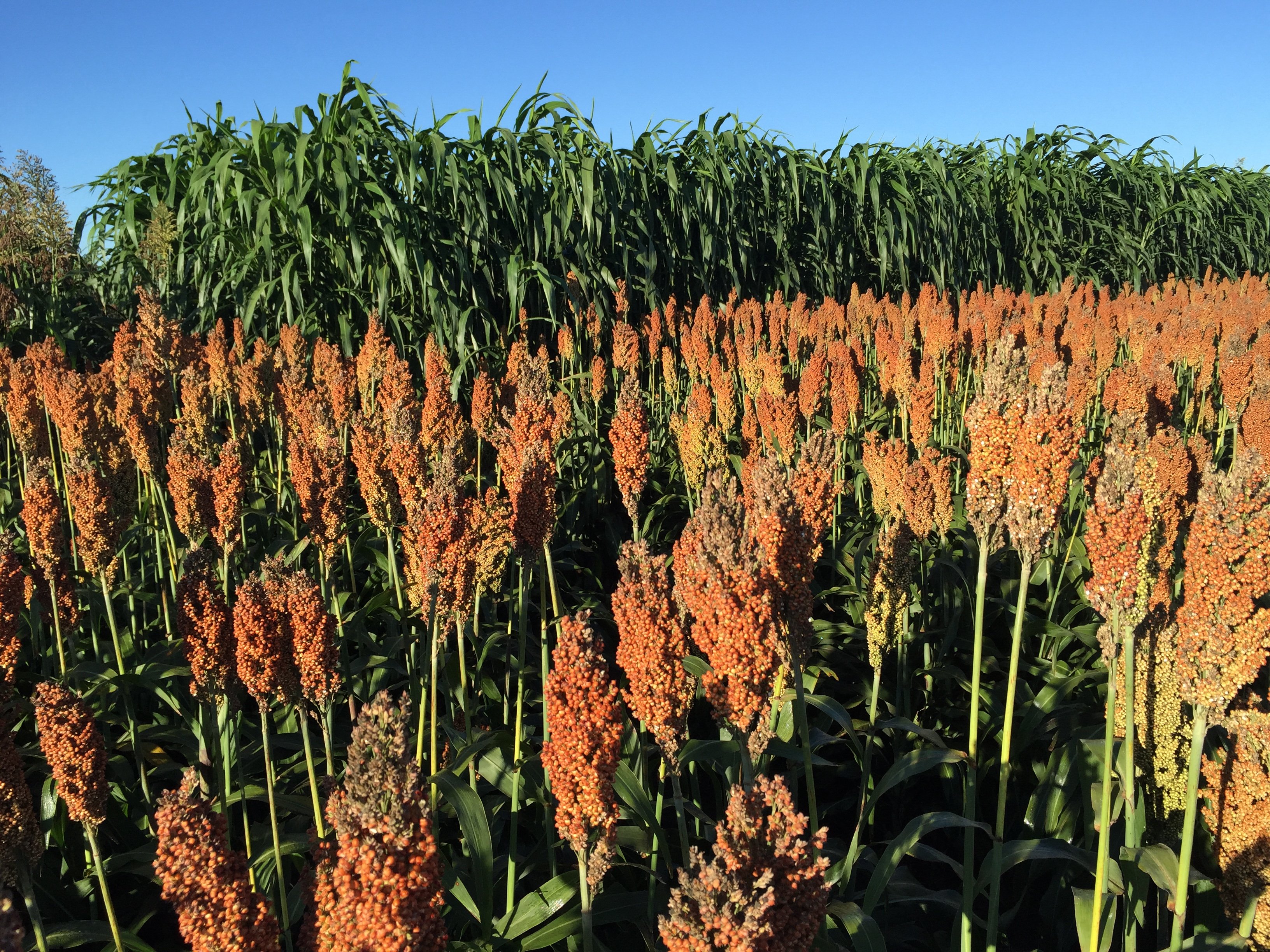 Сорго. Сорго и кукуруза. Sorghum bicolor. Сорго двуцветное. Рио сорго.