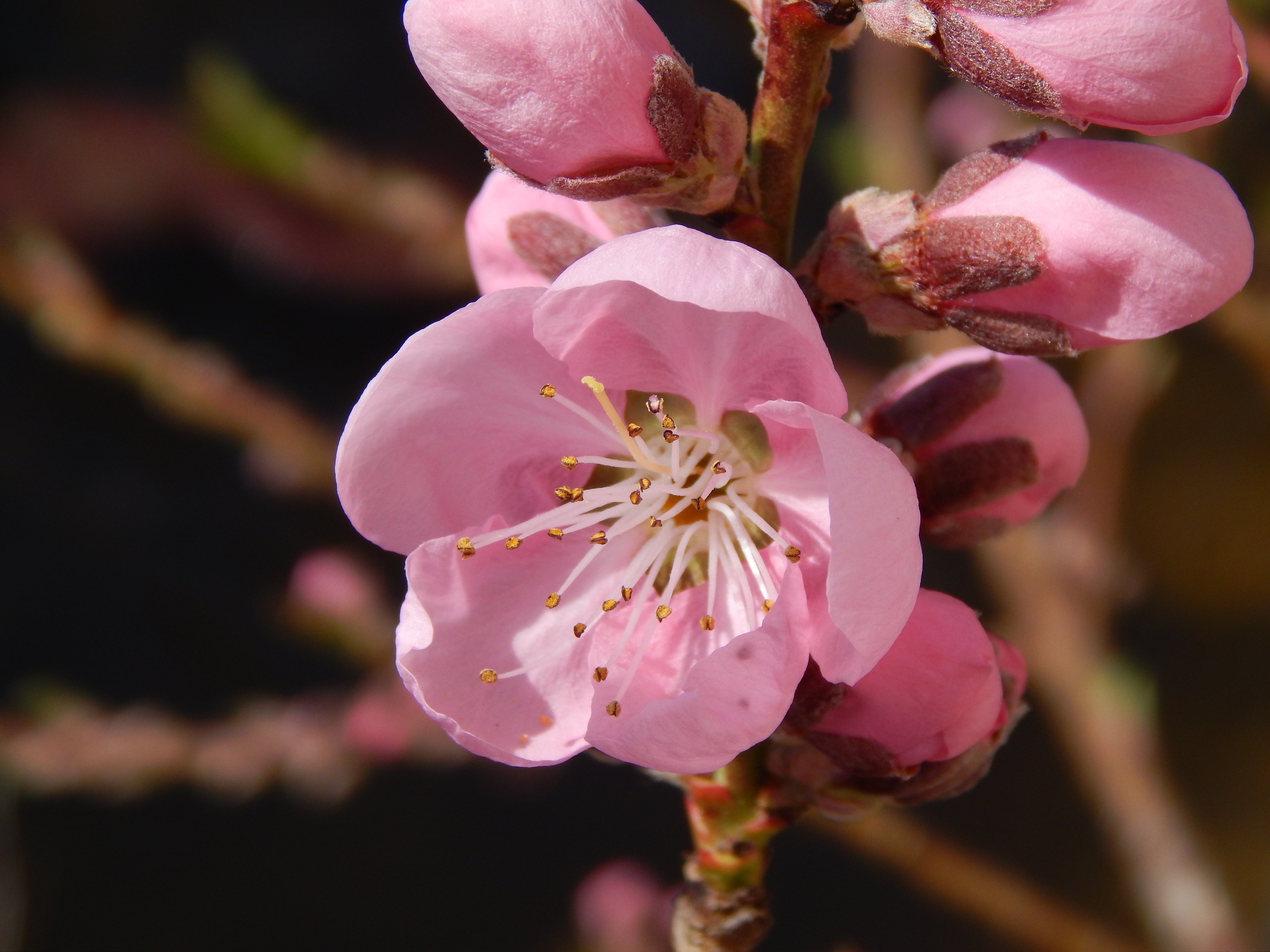 Сакура съедобная. Персиковое дерево цветет Сакура. Вишня Сакура плоды. Плоды Сакуры фото. Сакура слива персик.