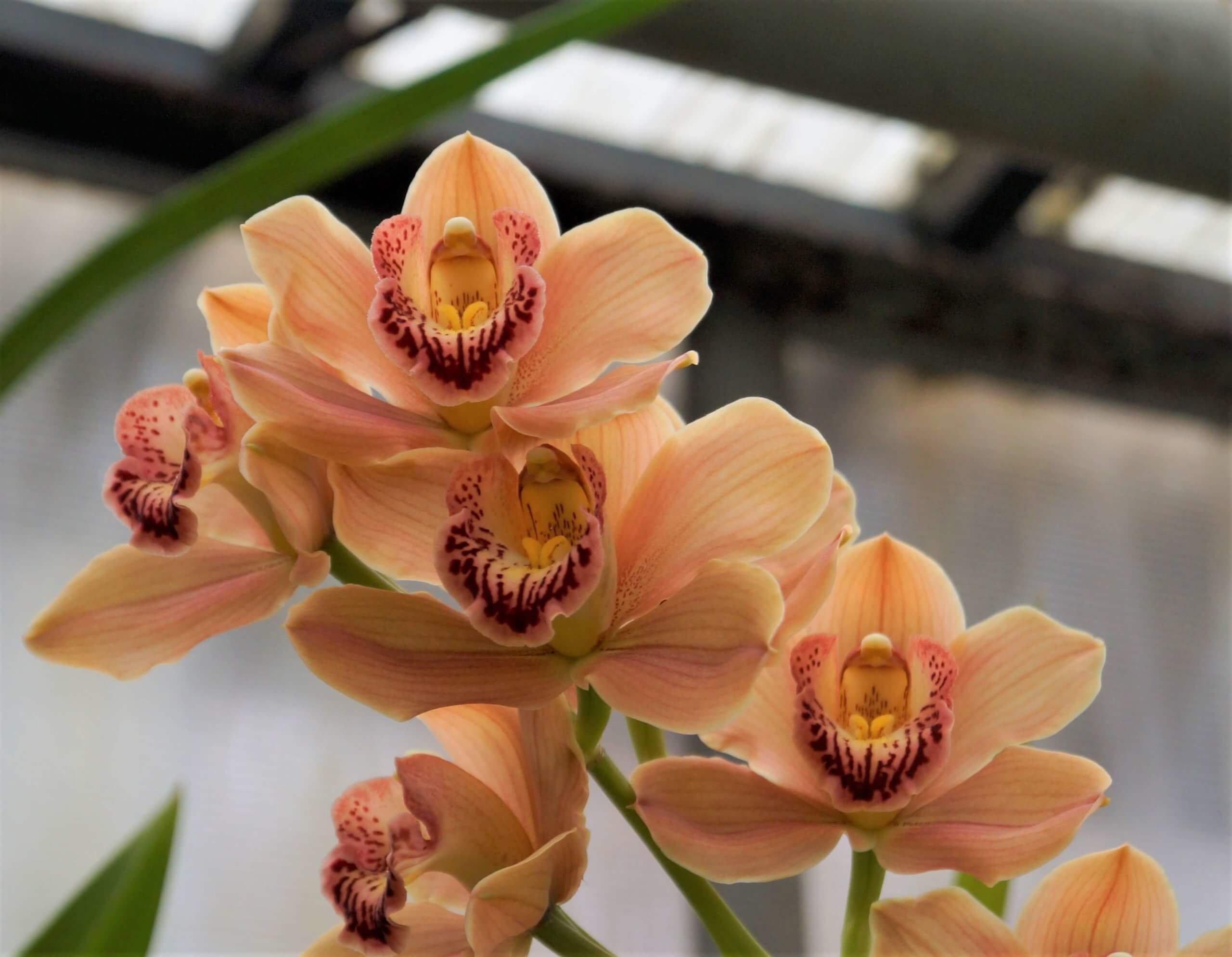 Орхидея цимбидиум как ухаживать. Орхидея Цимбидиум. Фаленопсис Цимбидиум. Орхидея Дендробиум Цимбидиум.