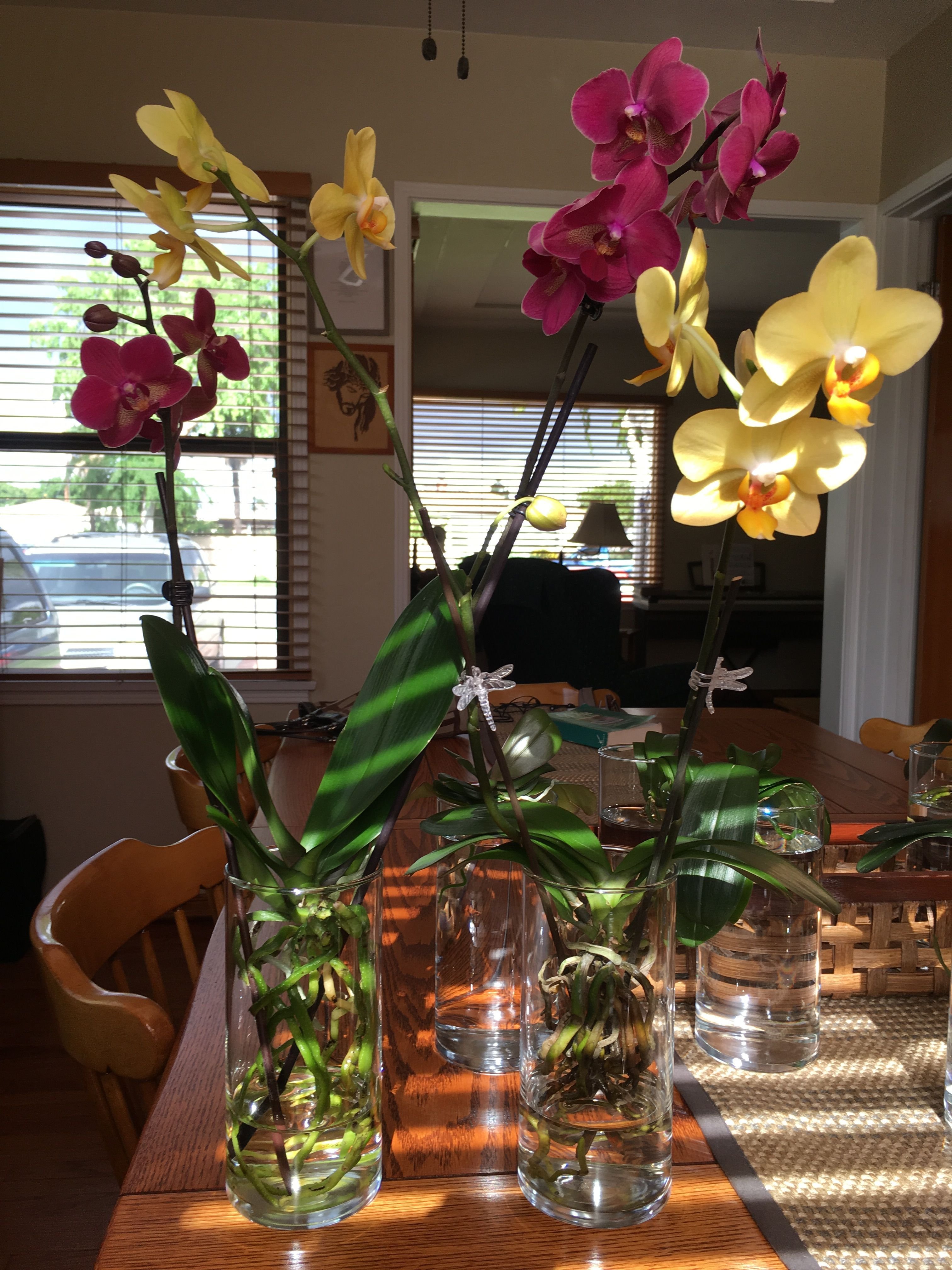 Орхидея в домашних условиях в воде. Фаленопсис на гидропонике. Орхидеи в доме. Орхидея растет. Фаленопсис в воде.