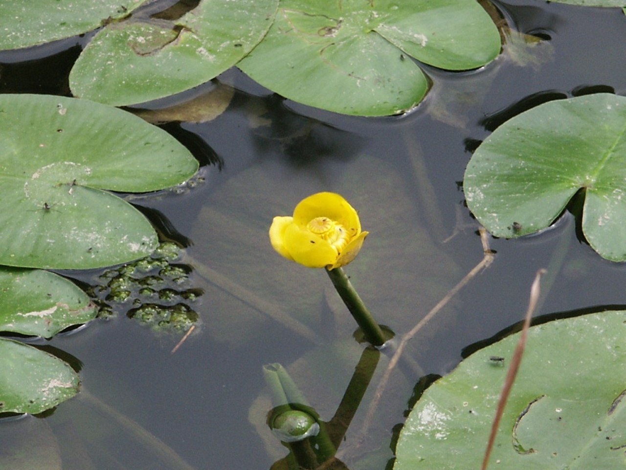 Кубышка где. Кувшинка желтая кубышка. Кубышка желтая (Nuphar lutea). Кубышка желтая водяная Лилия. Кубышка лотоса.