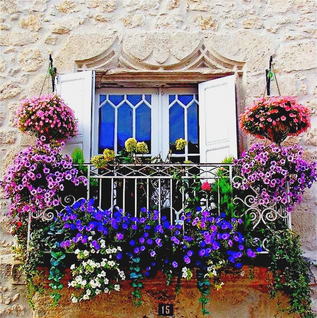 Цветы итальянские