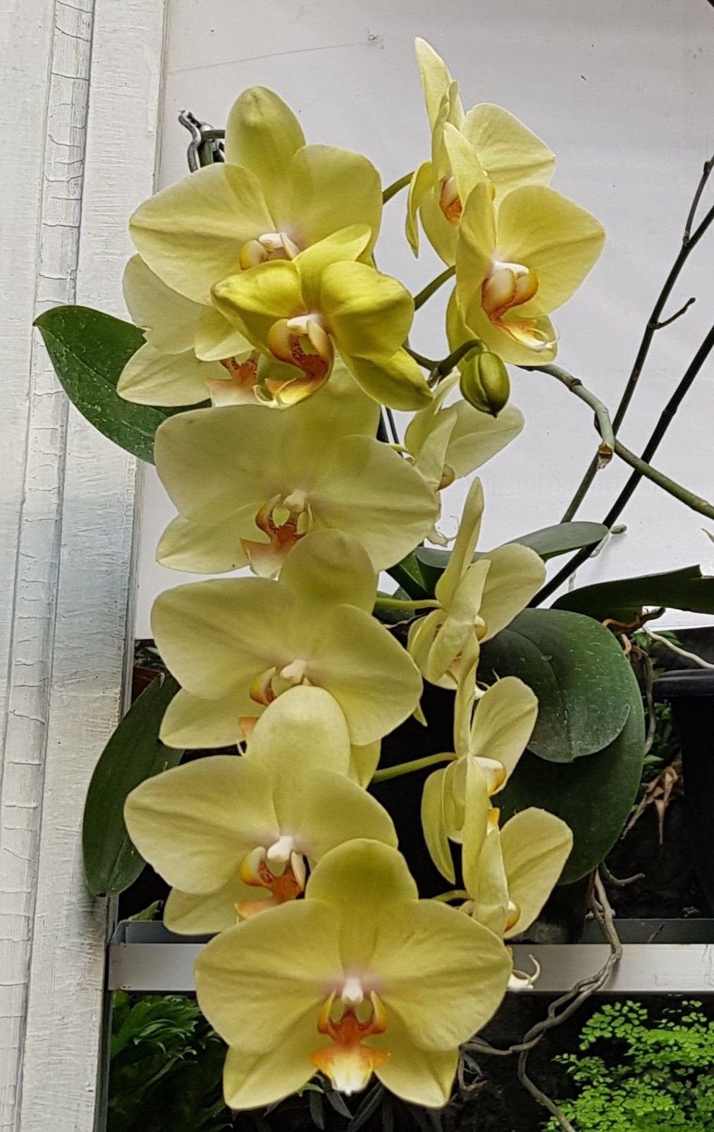 Орхидея сара голд
