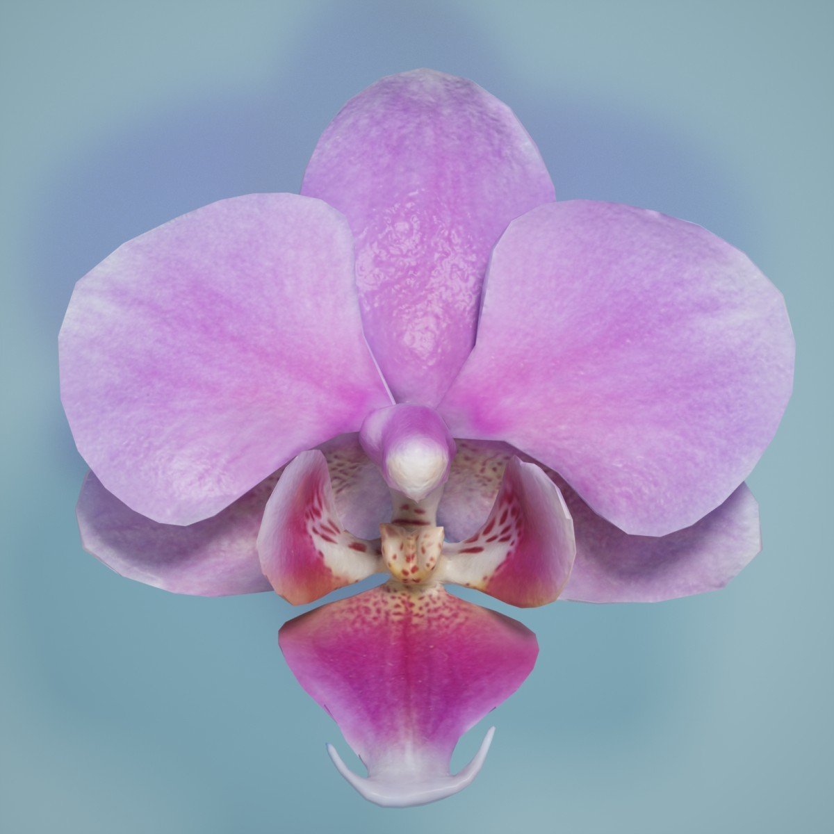 Орхидея Джаспер