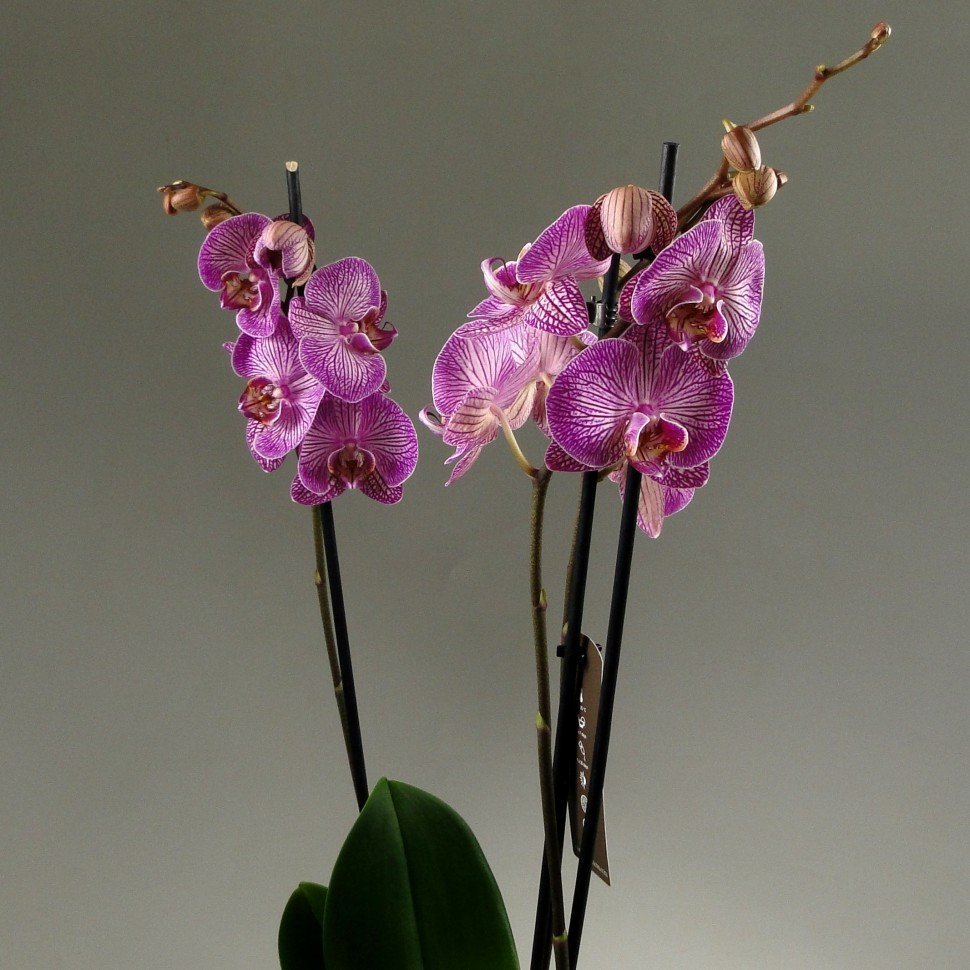 Монтпельер Орхидея