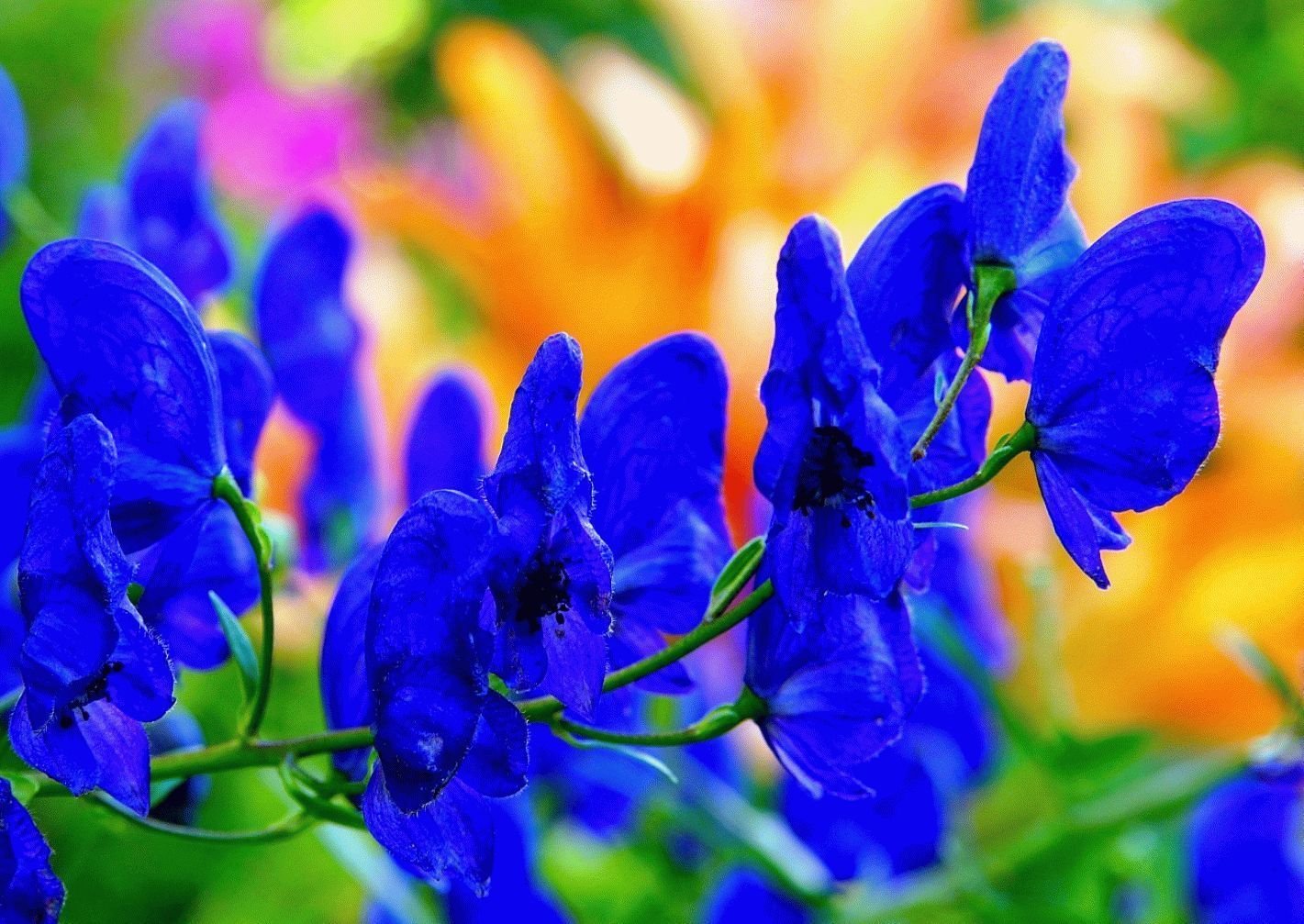Синие ядовитые цветы. Аконит шлемник. Аканит. Аконит голубой. Аконит цветок синий.