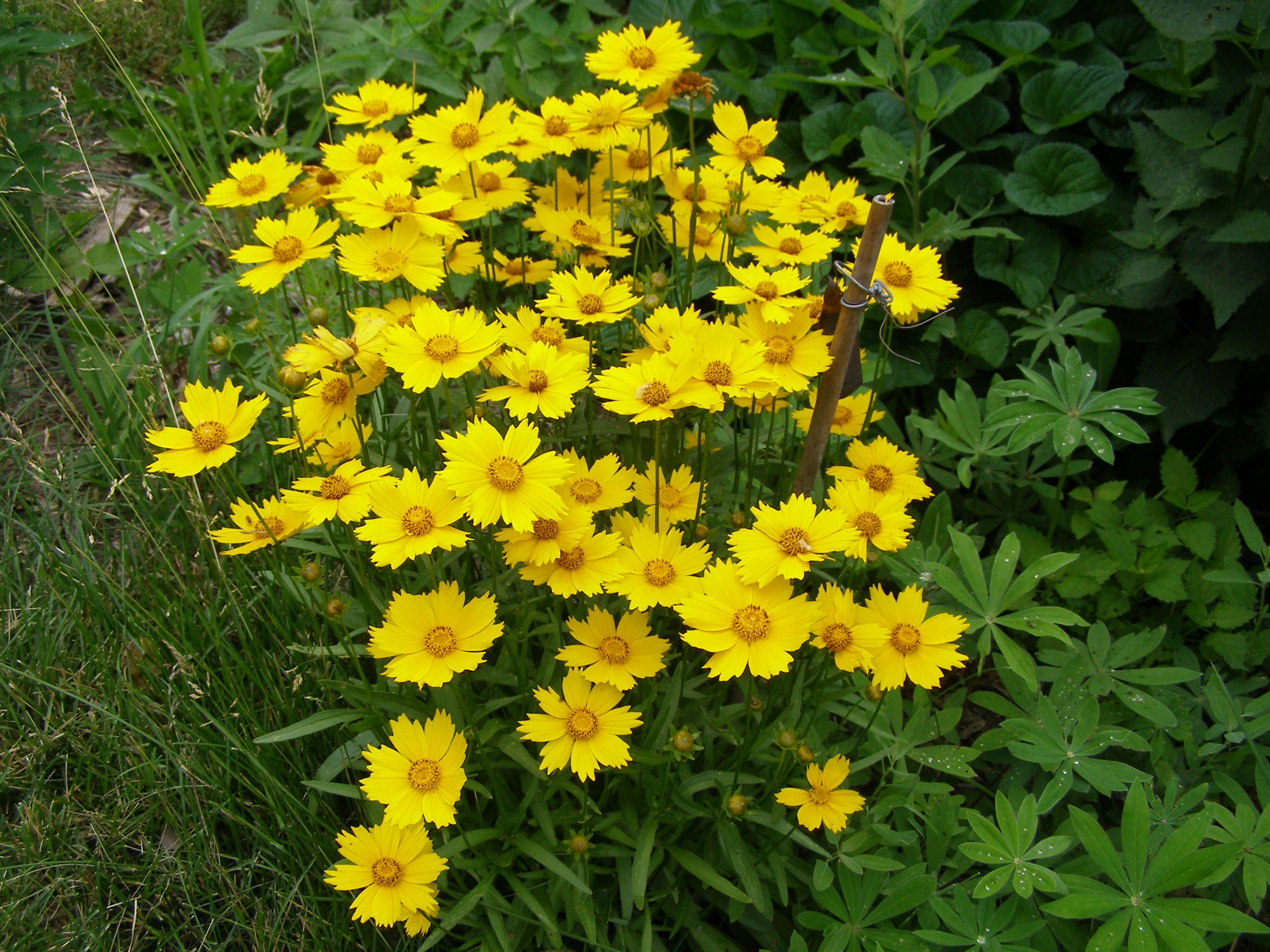 Желтые цветы многолетники фото и названия