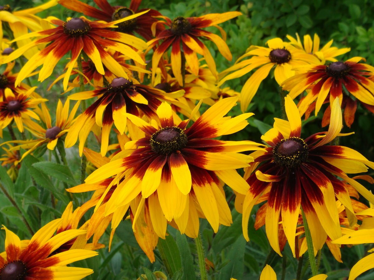 Рудбекия Rudbeckia Flamenco Yellow