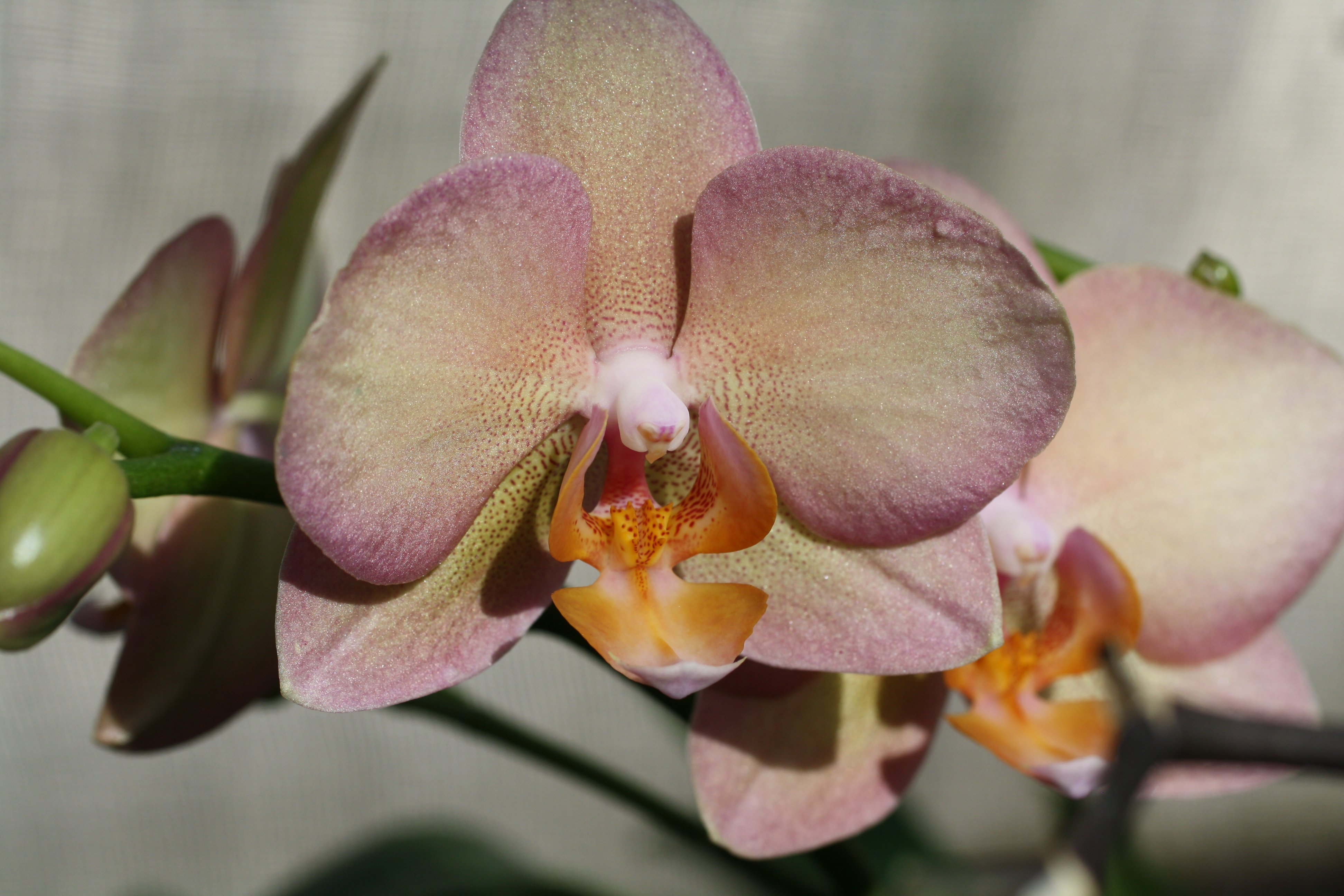 Орхидея Сара Бланш: описание сорта, характеристики, посадка и выращивание, отзывы