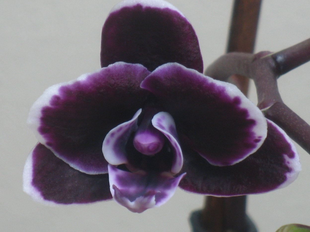 Орхидея блэк перл