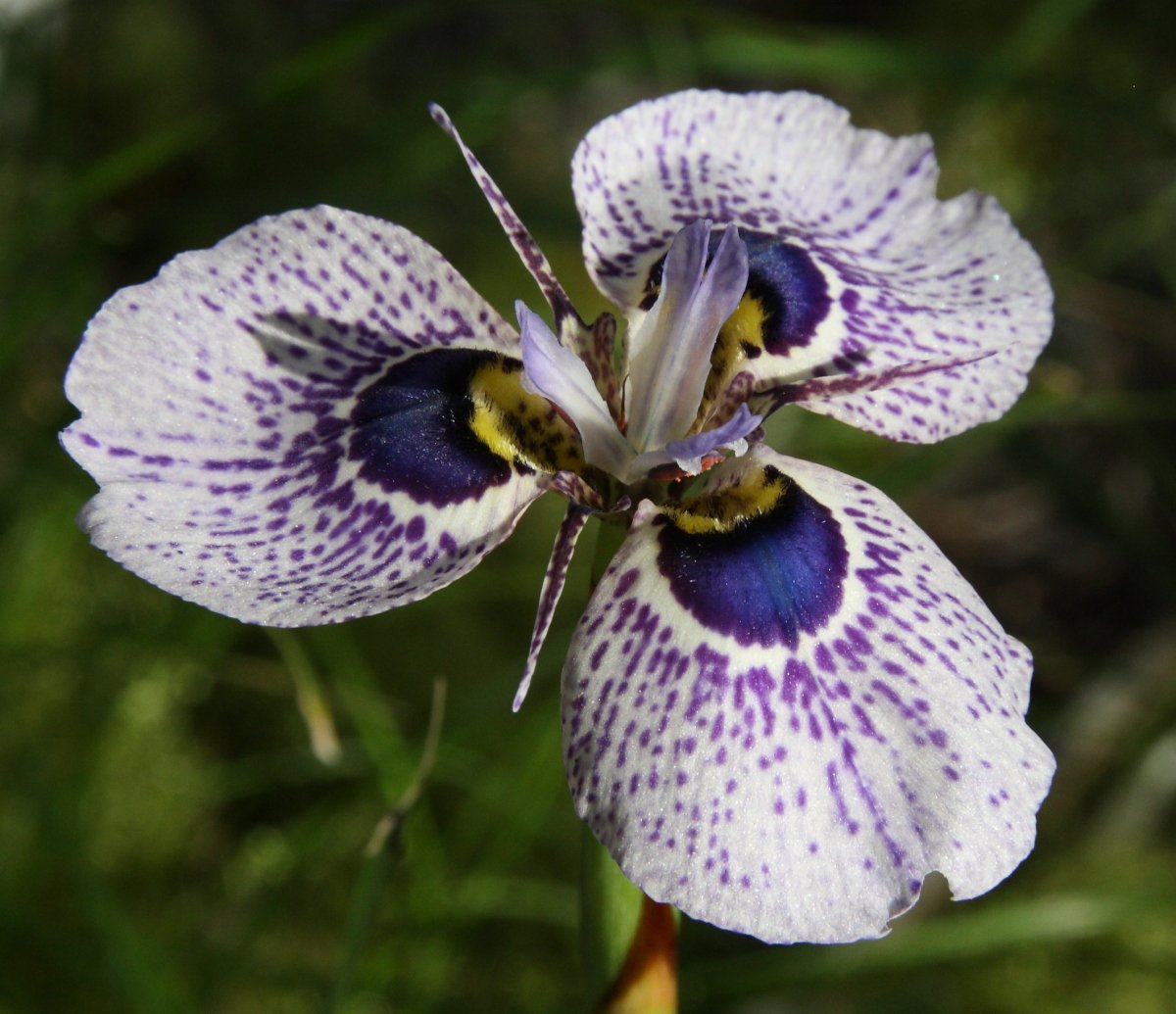 Moraea iridioides Flower Seeds