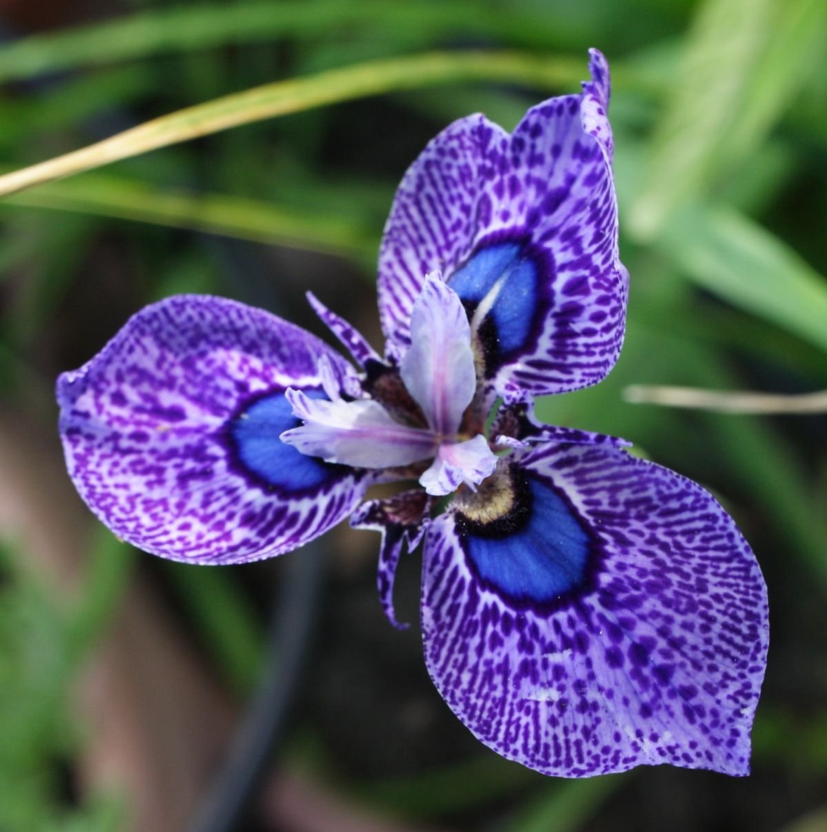 Moraea iridioides Flower Seeds