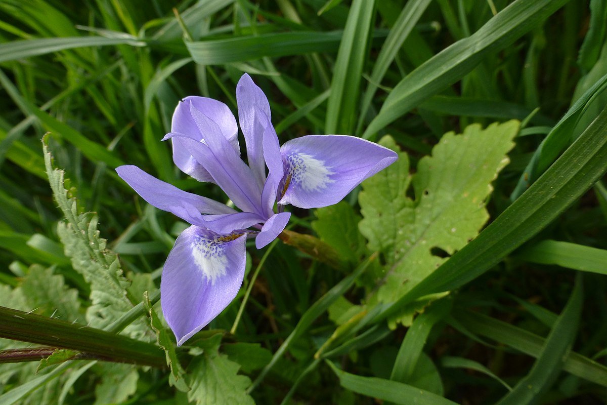 Moraea южноафриканская