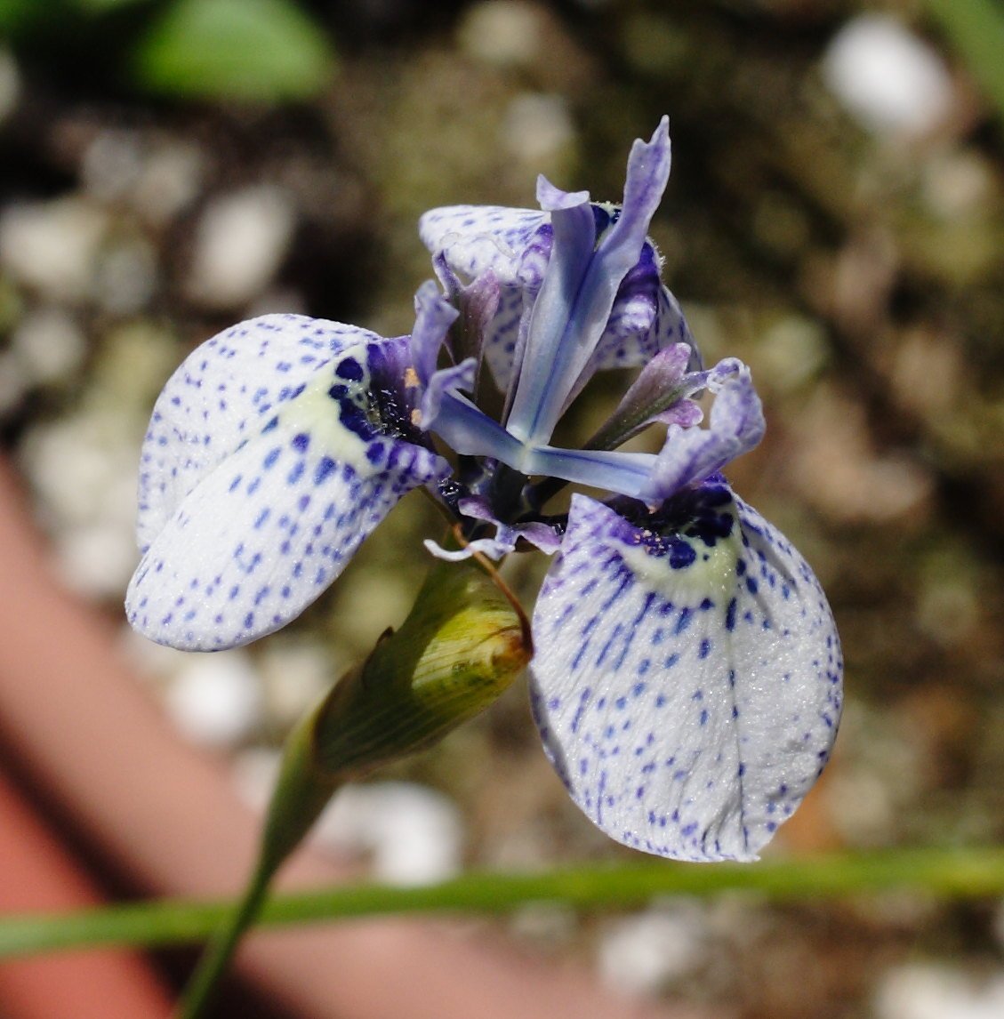 Moraea iridioides Flower Seeds