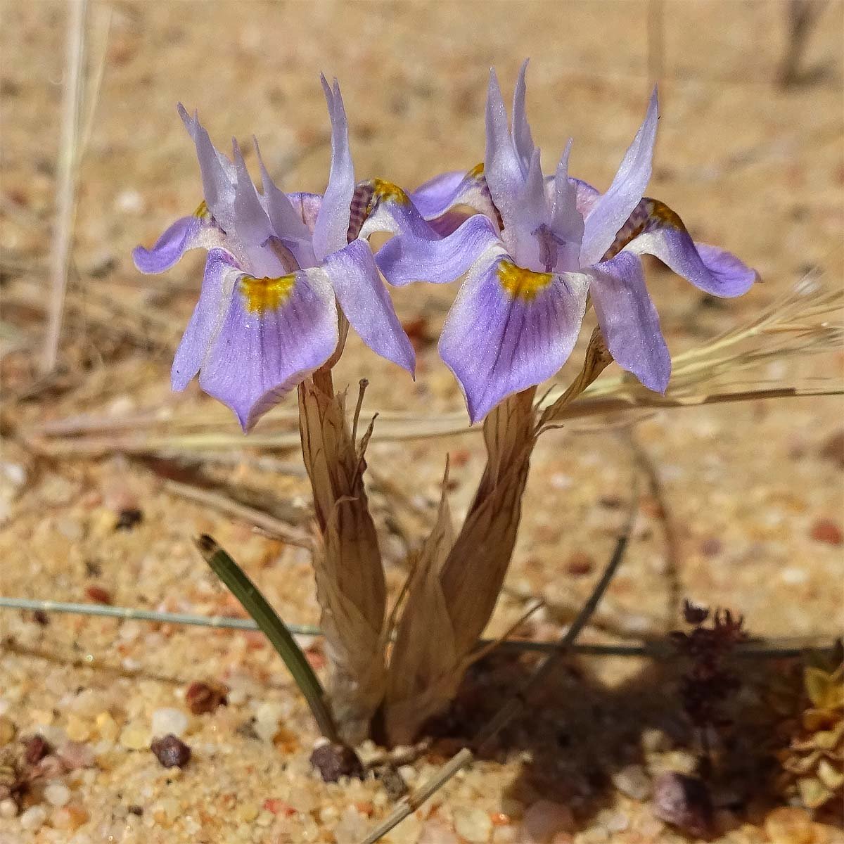 Moraea iridioides Flower Seeds