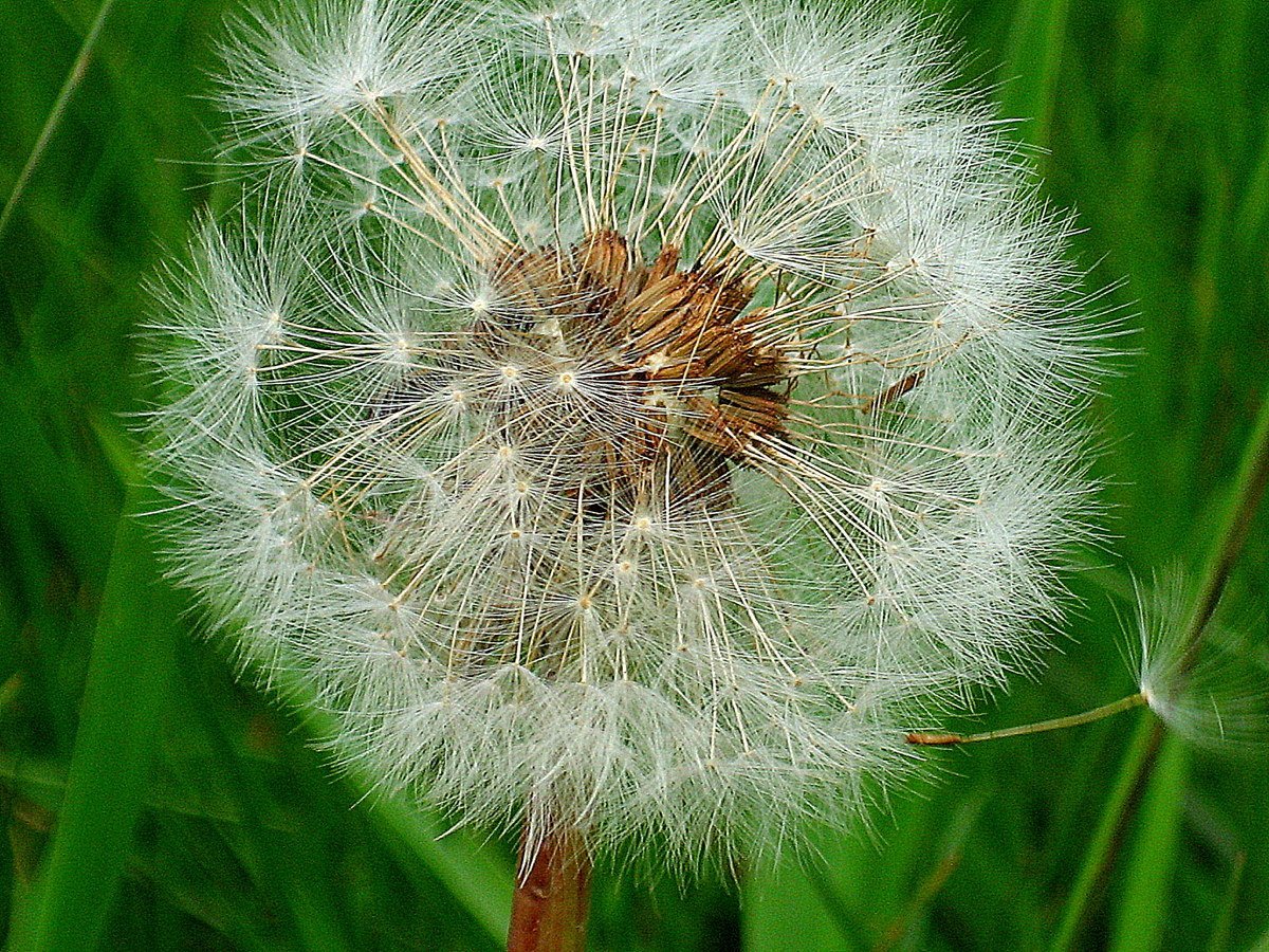 большой одуванчик на закате. закат в поле | Премиум Фото | Nature, Photo, Dandelion