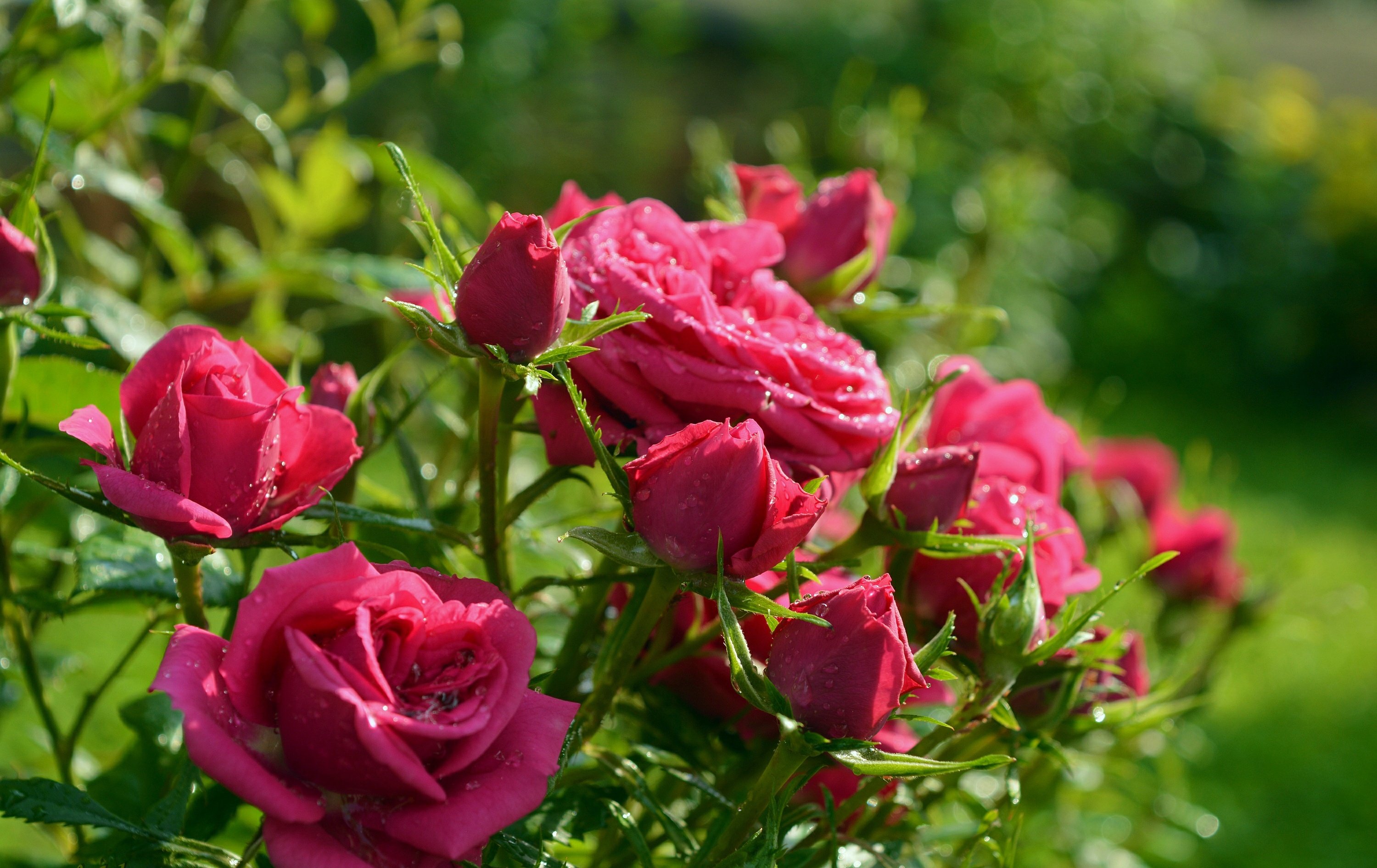 Лето цветы розы. Розы кустовые садовые. Красные кустовые розы.