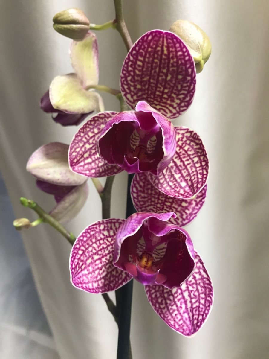 Орхидея каода