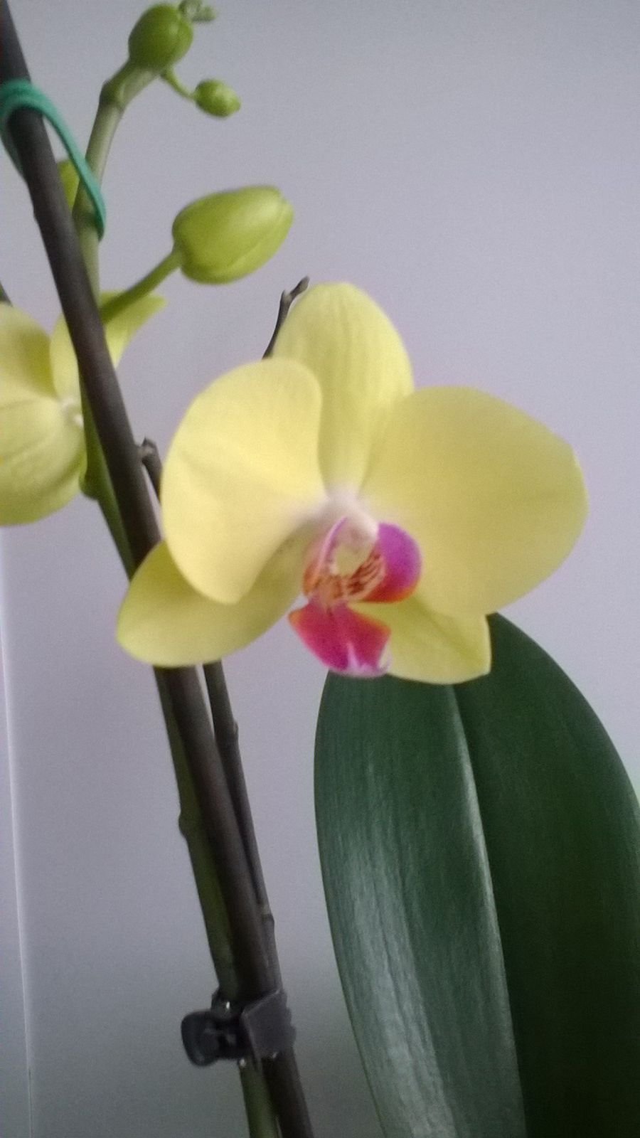 Лаймлайт орхидея