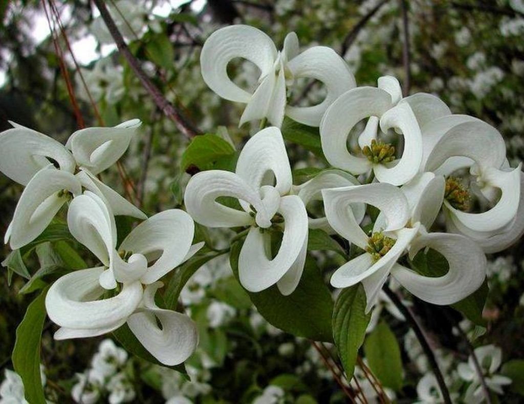Белые цветы для сада: 10 растений с описанием и фото