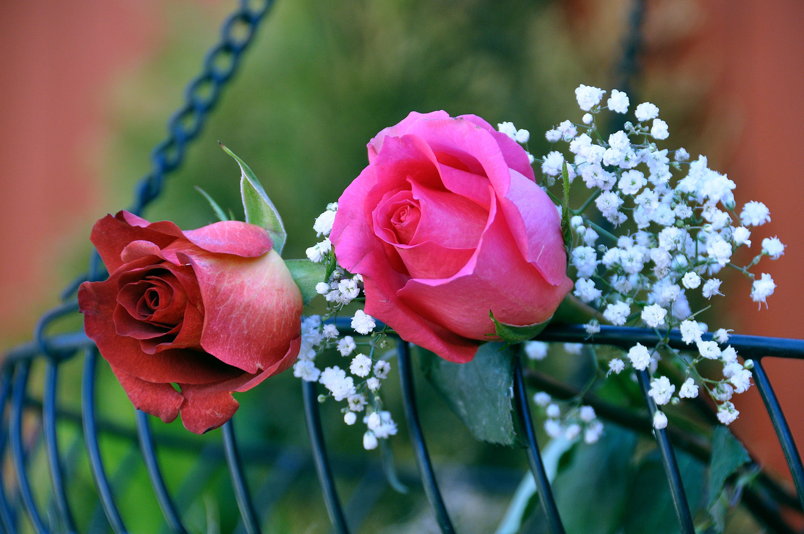 Лето цветы розы. Красивые цветы. Цветы розы. Очень красивые цветы. Прекрасные розы.