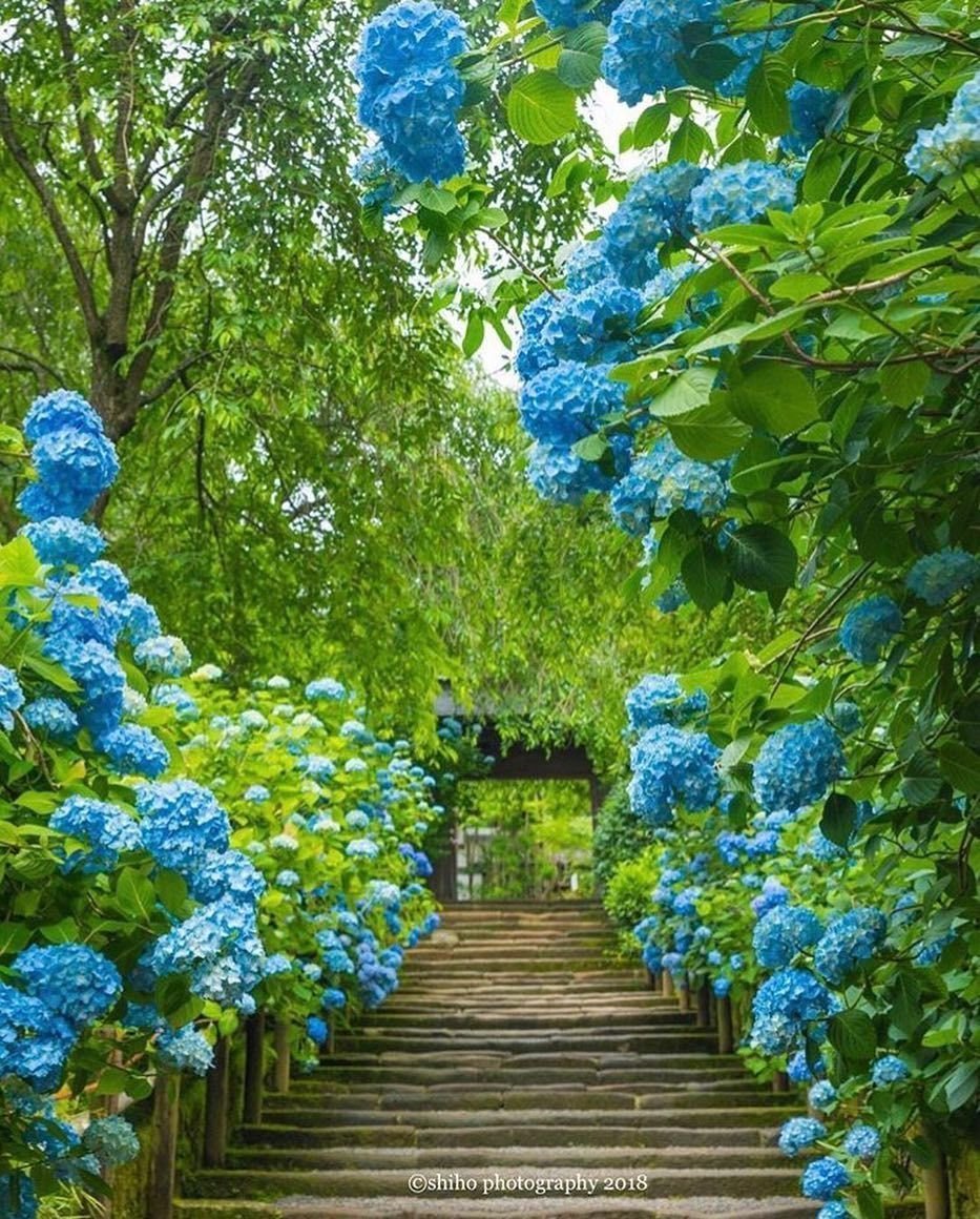 Куст с синими цветами