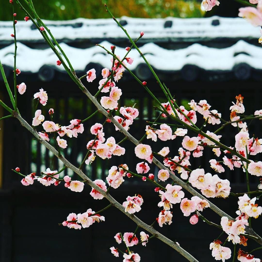 Ядовитые Японские Цветы