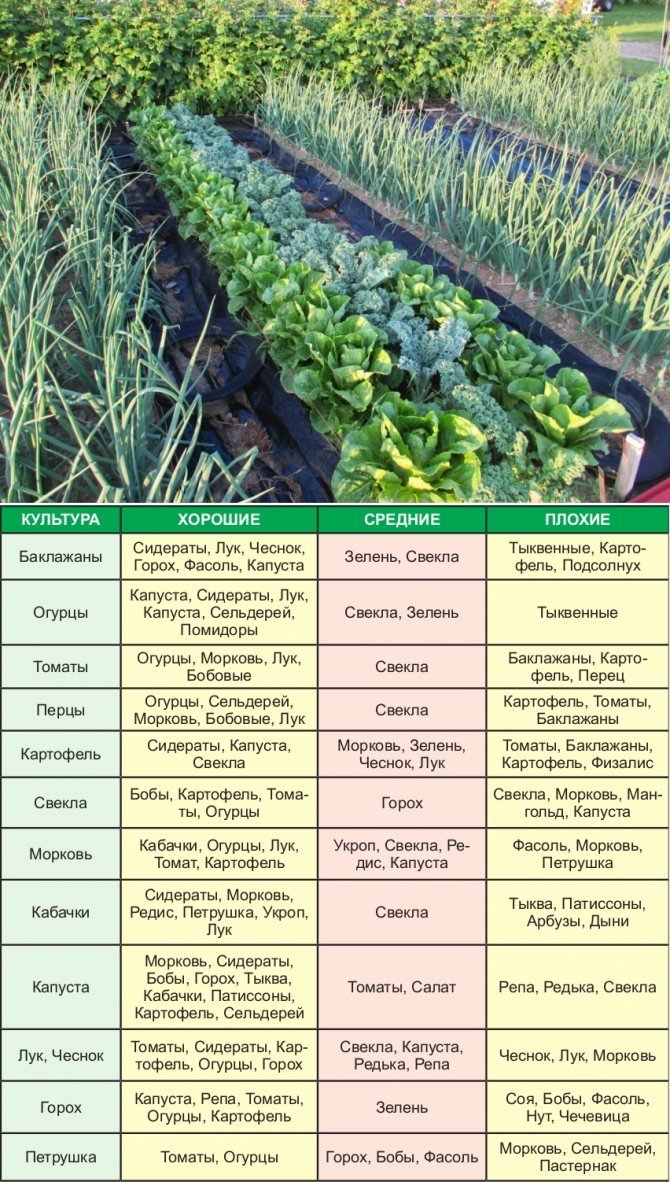 Овощи соседи на грядке таблица. Схема посадки сидератов. Севооборот сидератов таблица. Таблица сидератов для овощных культур. Совместные посадки овощей.