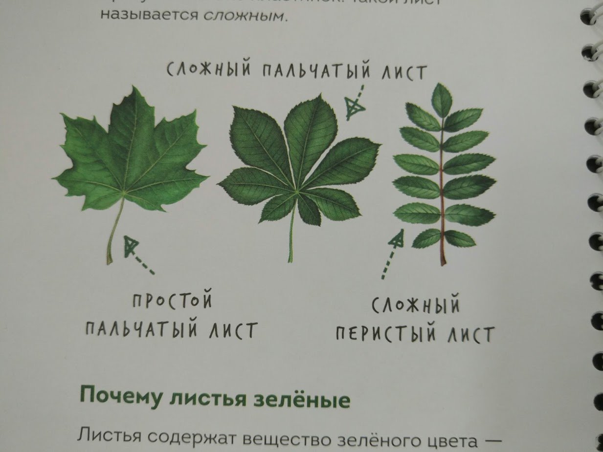 Список листьев. Гербарий сложные листья. Гербарий простых и сложных листьев. Пальчатый лист. Гербарий из простых и сложных листьев.