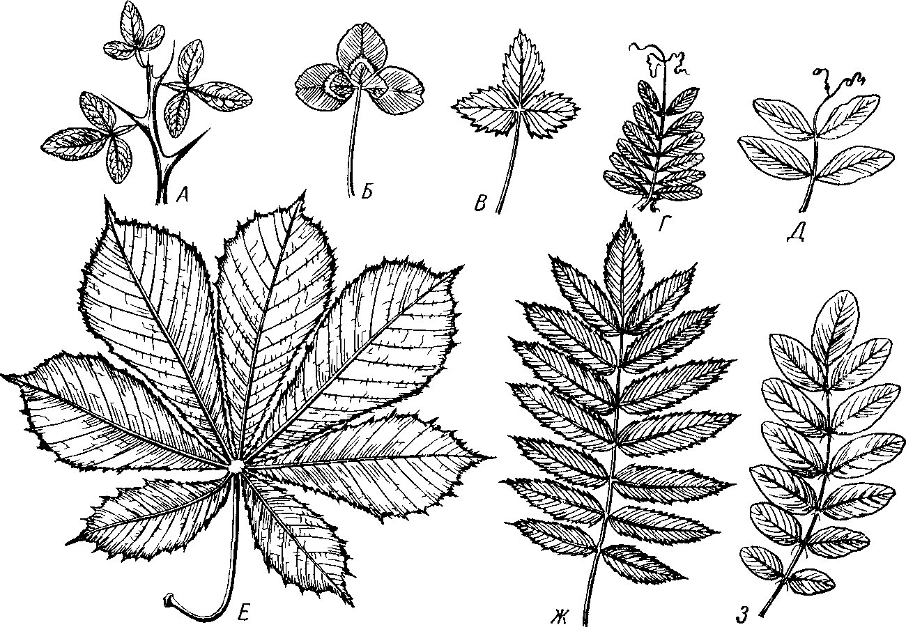 Рисунки простых и сложных листьев. Перистый лист парноперистые. Рябина обыкновенная жилкование листа. Вяз прилистники. Тройчатые пальчатые и перистые листья.