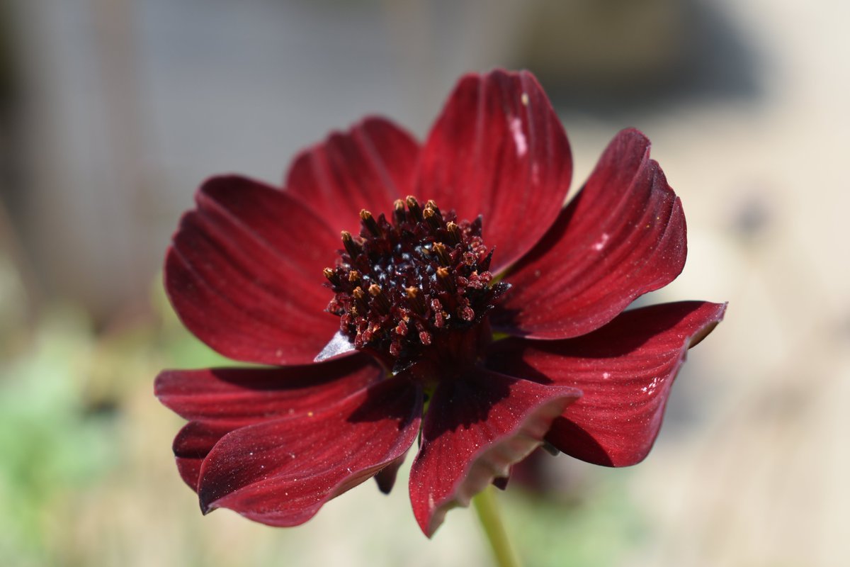 Cosmos atrosanguineus