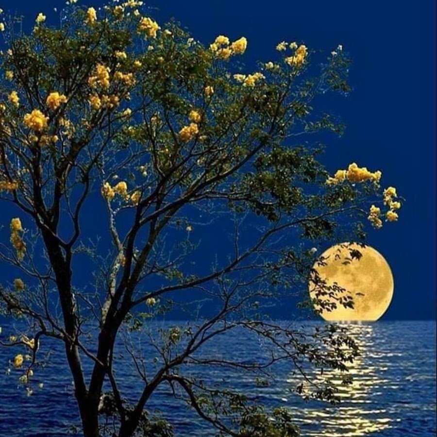 Луна и цветы. Цветы в лунном свете. Весенняя ночь. Море Луна дерево. Луна живая природа