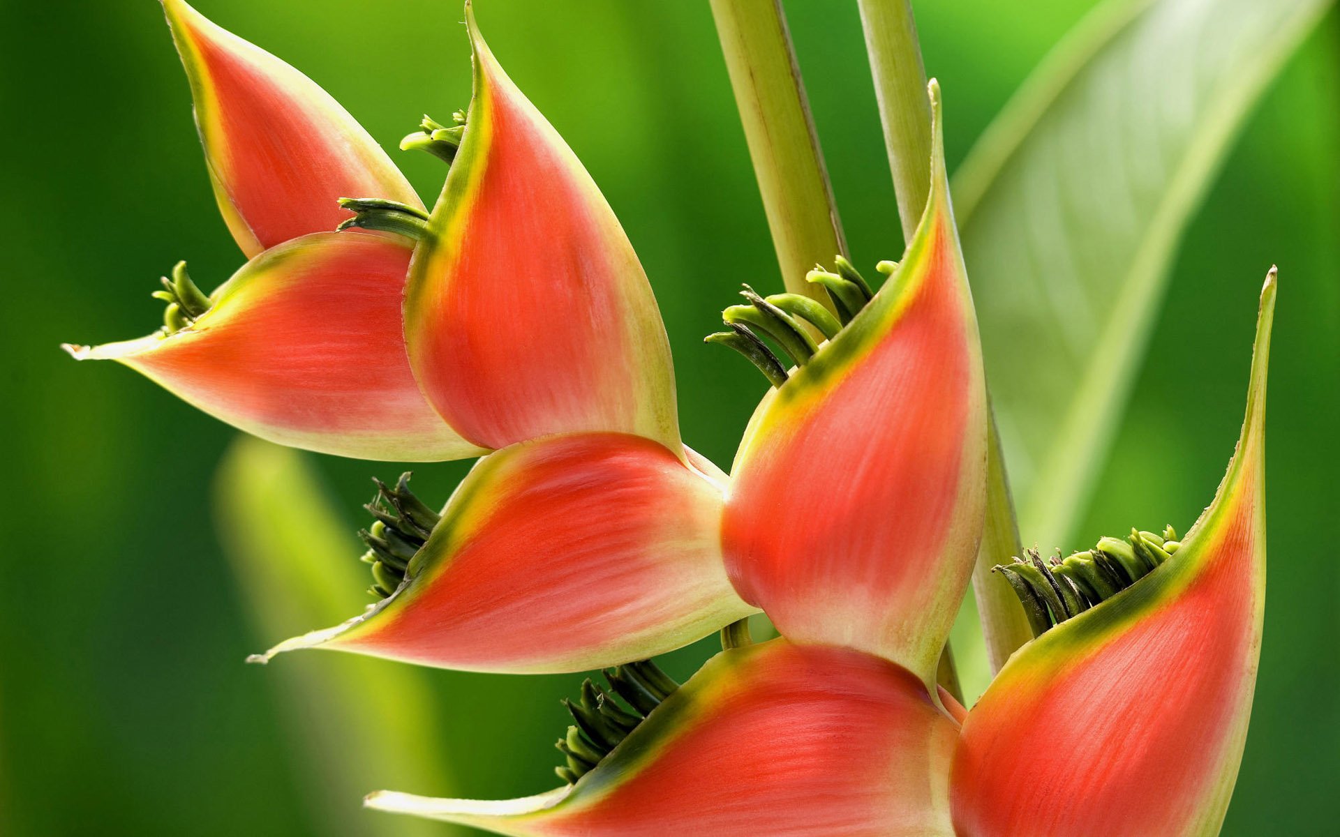Экзотические цветы растения. Капур качари растение. Heliconia Tropical. Стрелиция Королевская Райская птица.