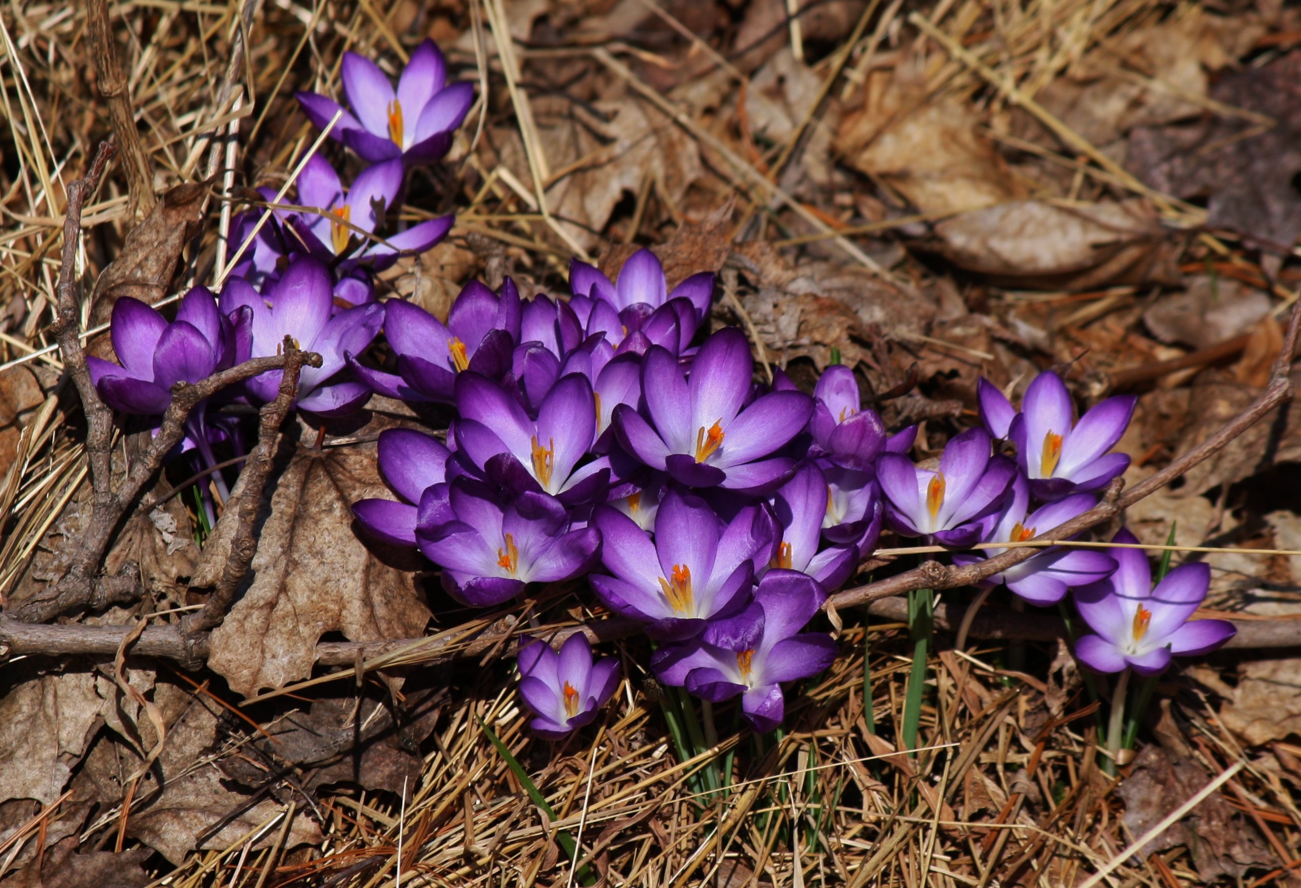 Подмосковье крокус что случилось. Крокус Шафран Крымский. Крокус Barr's Purple. Растения Крыма Крокус. Крокус великолепный / Crocus speciosus.